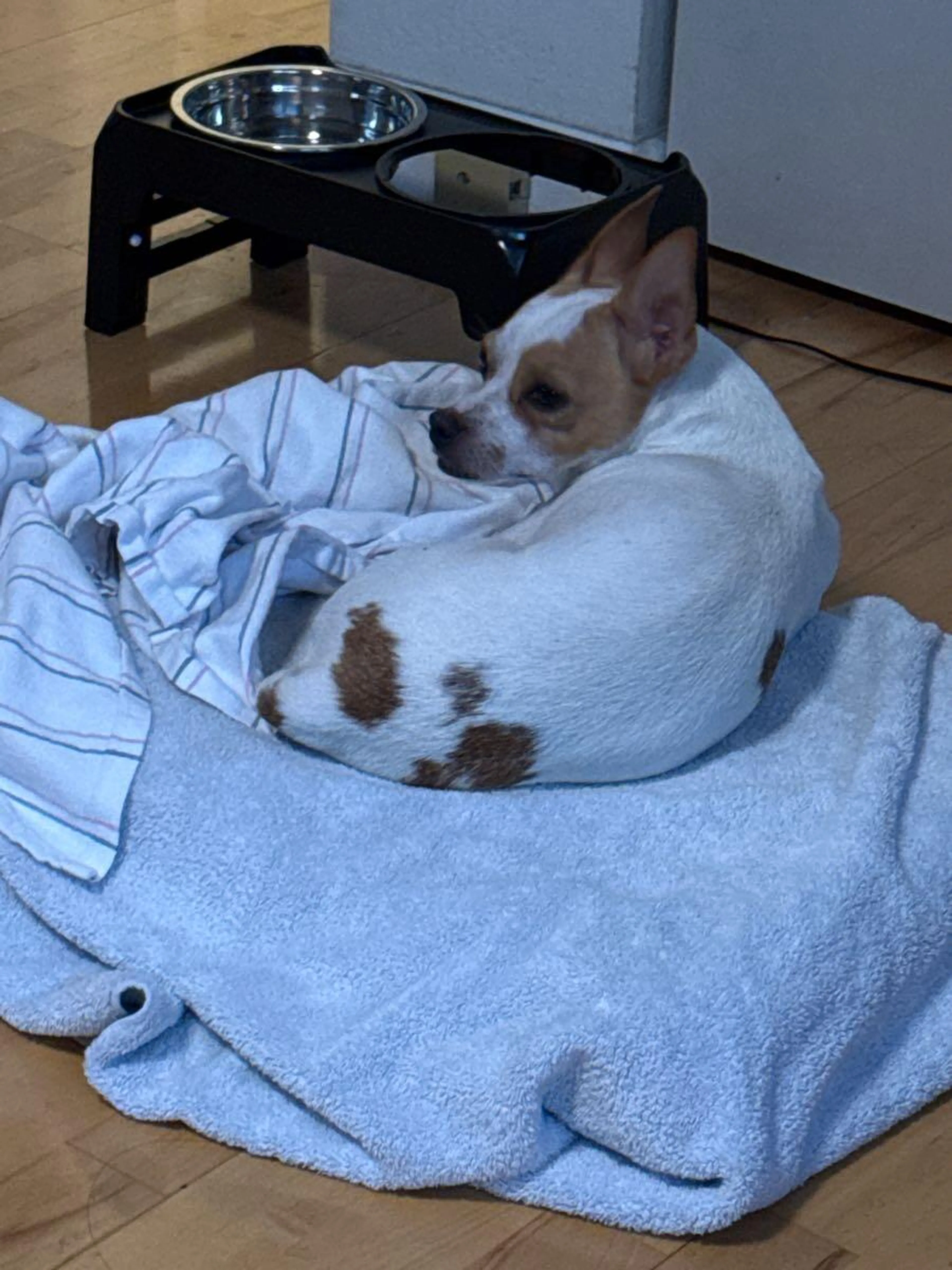 cdn image