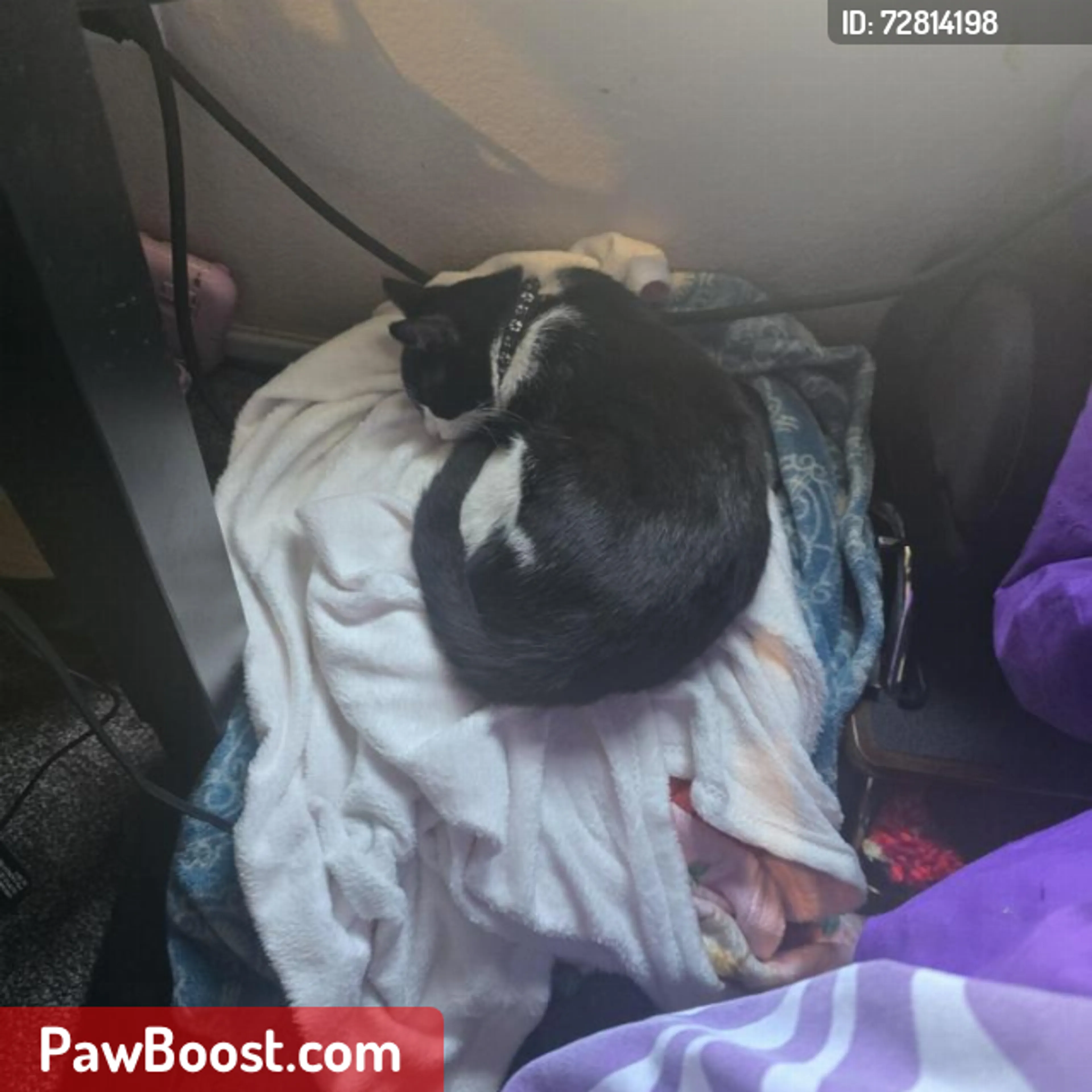 Lost pet