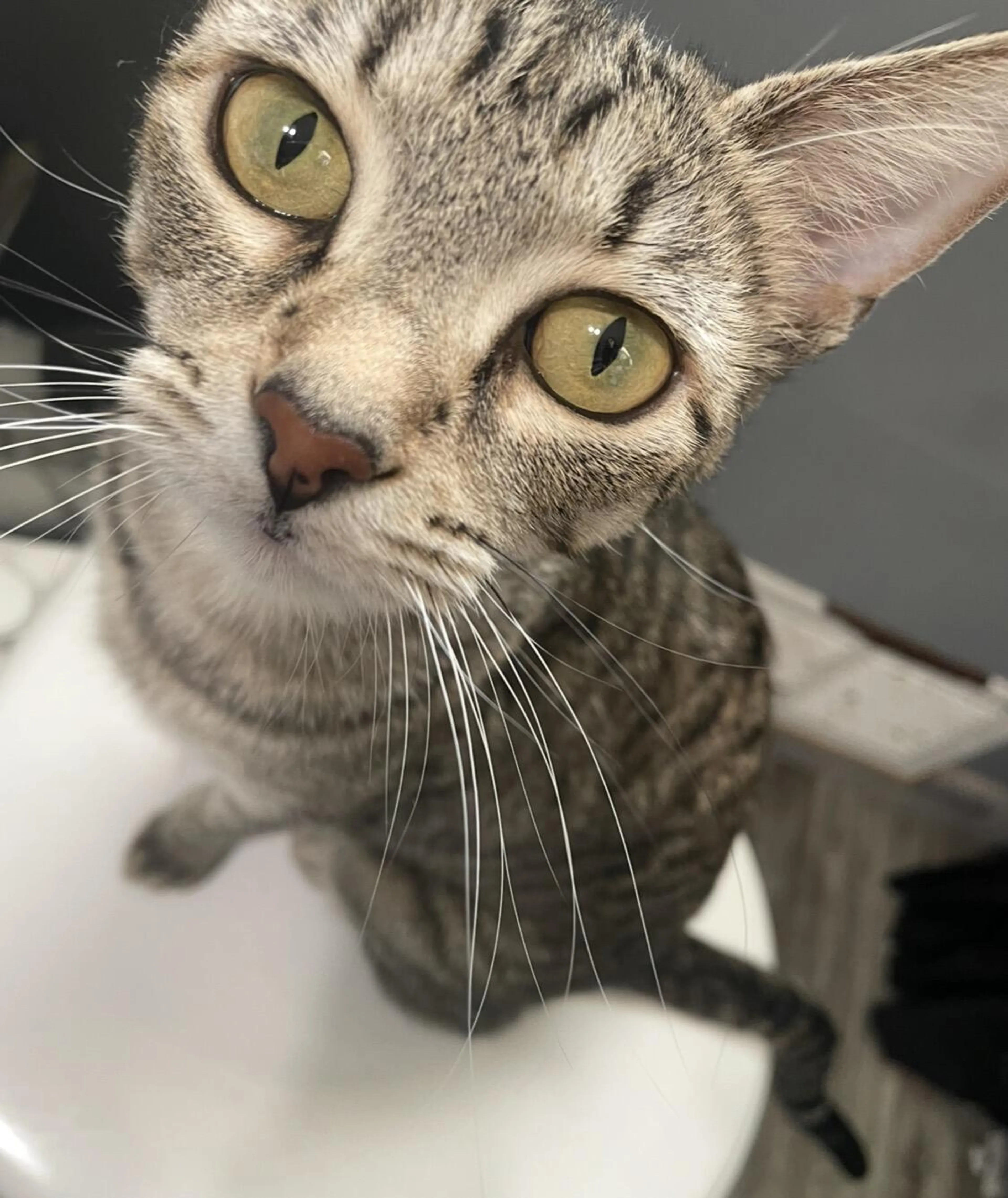 Lost pet