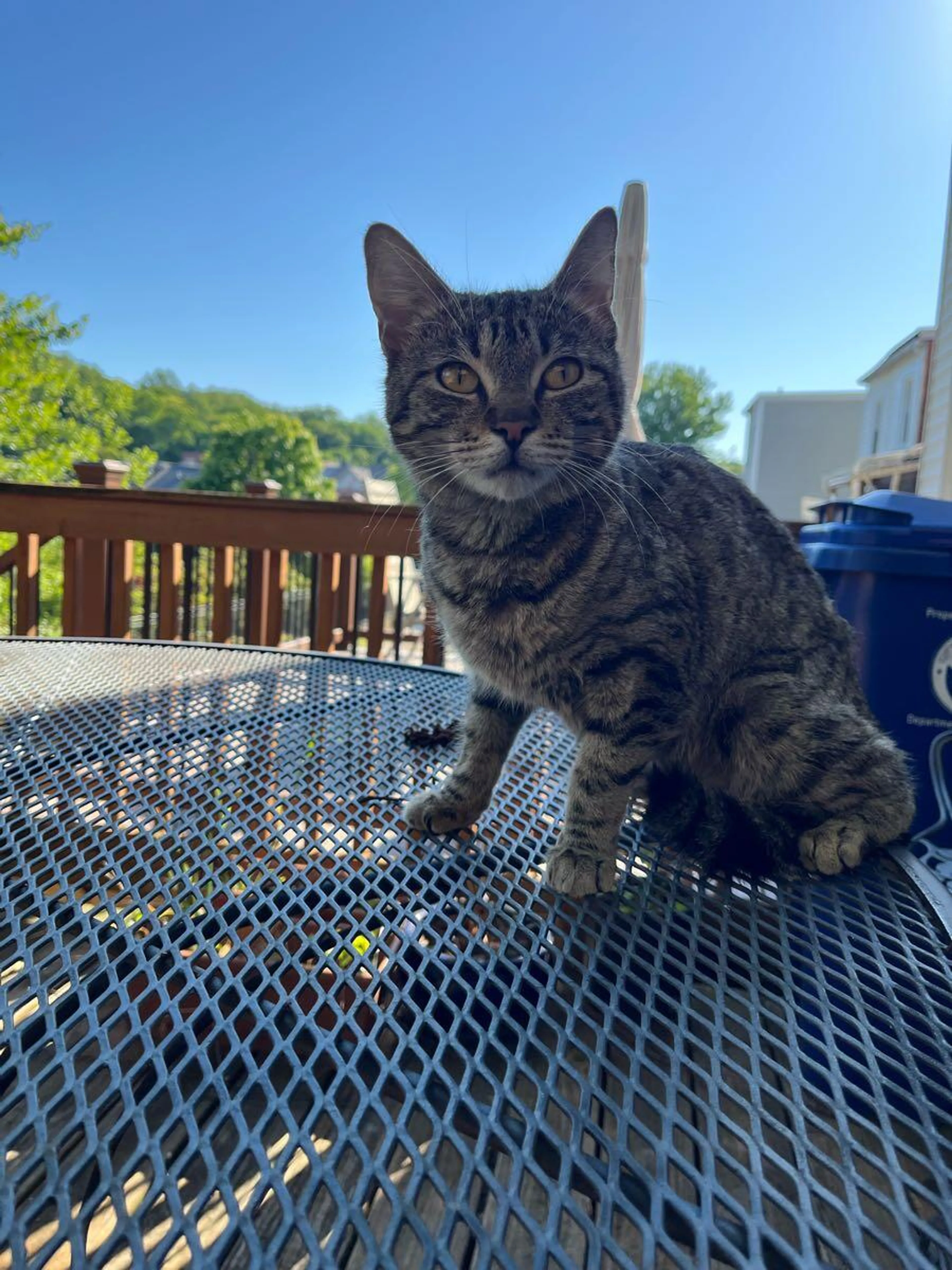 Found pet