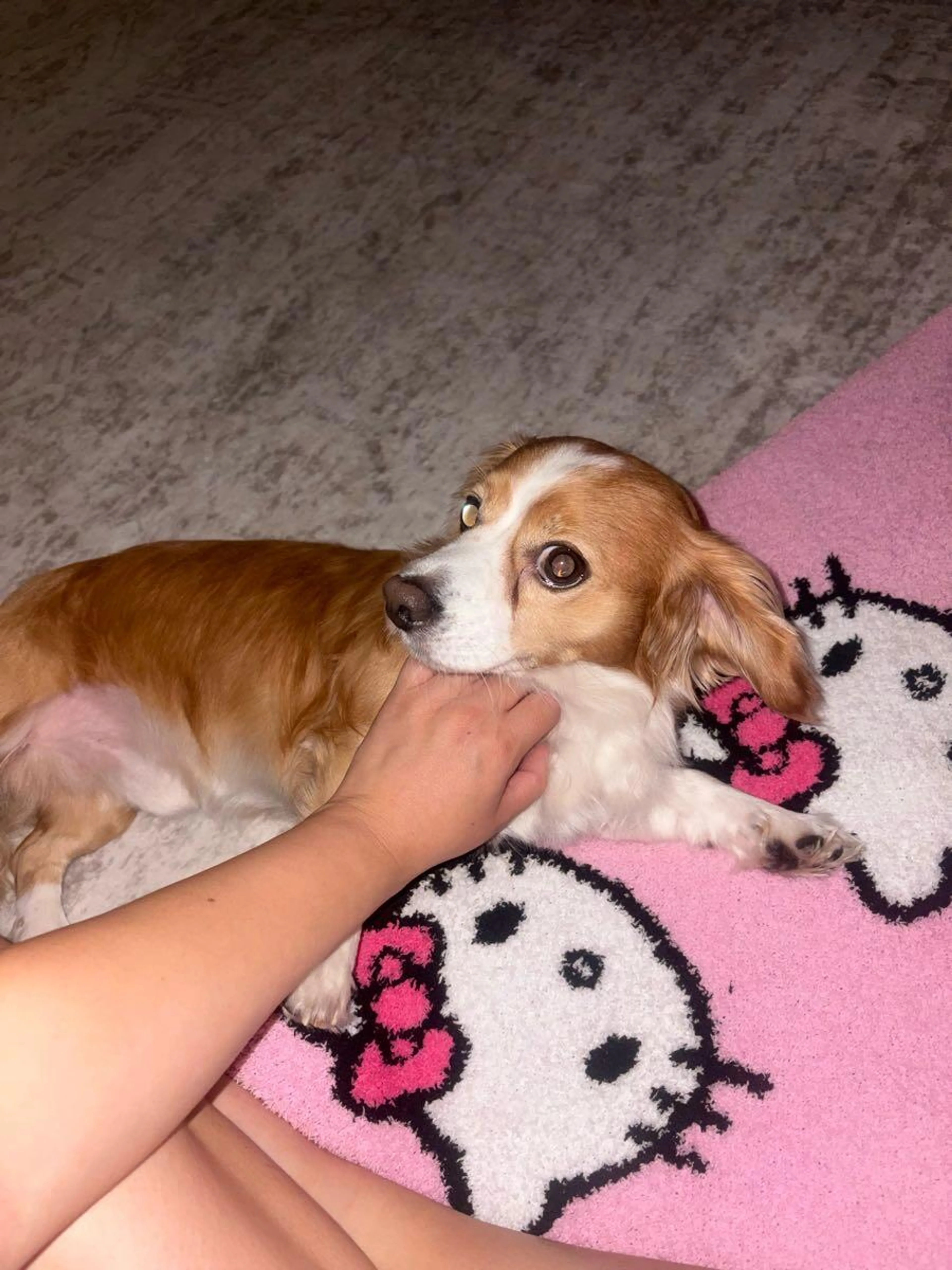 Found pet