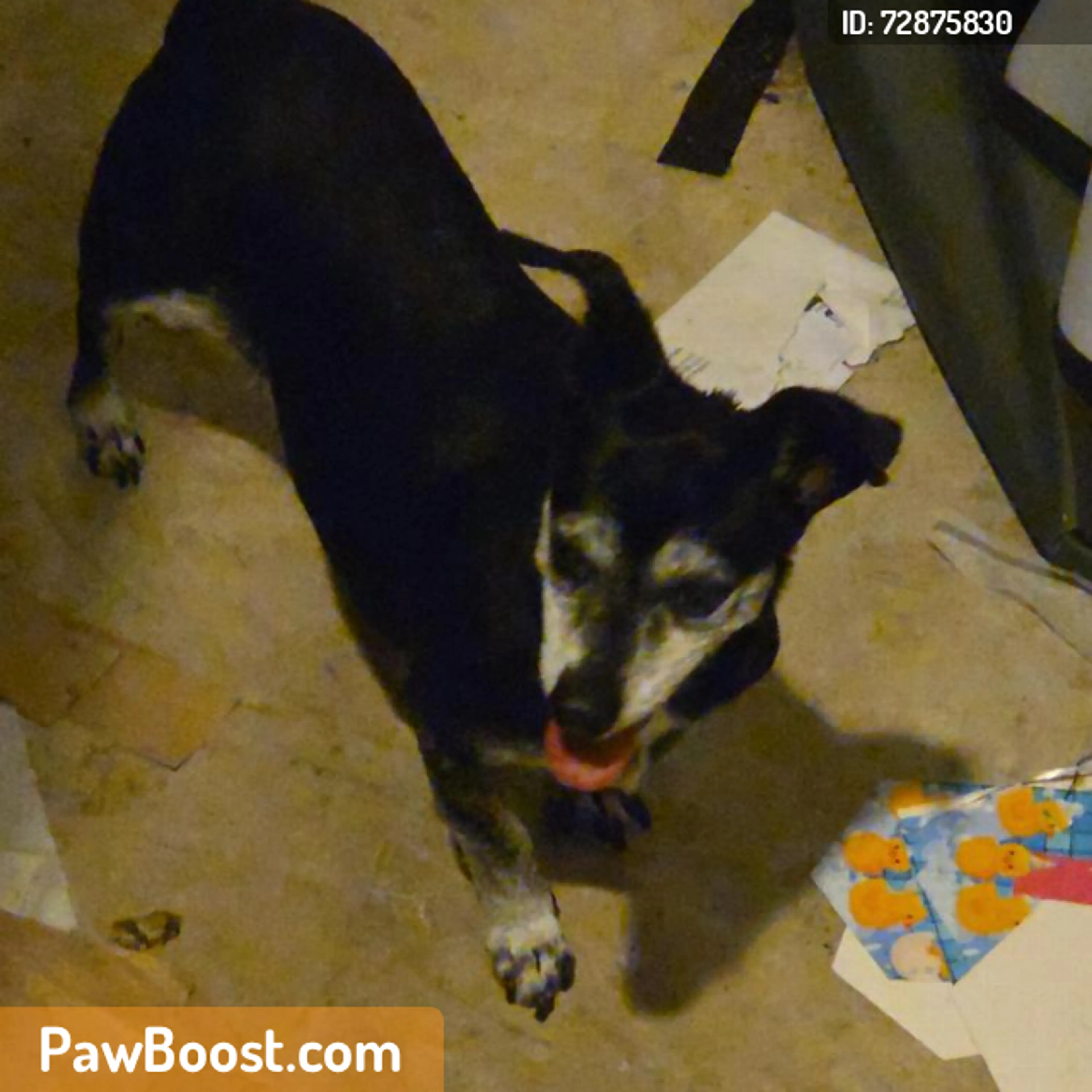 Found pet