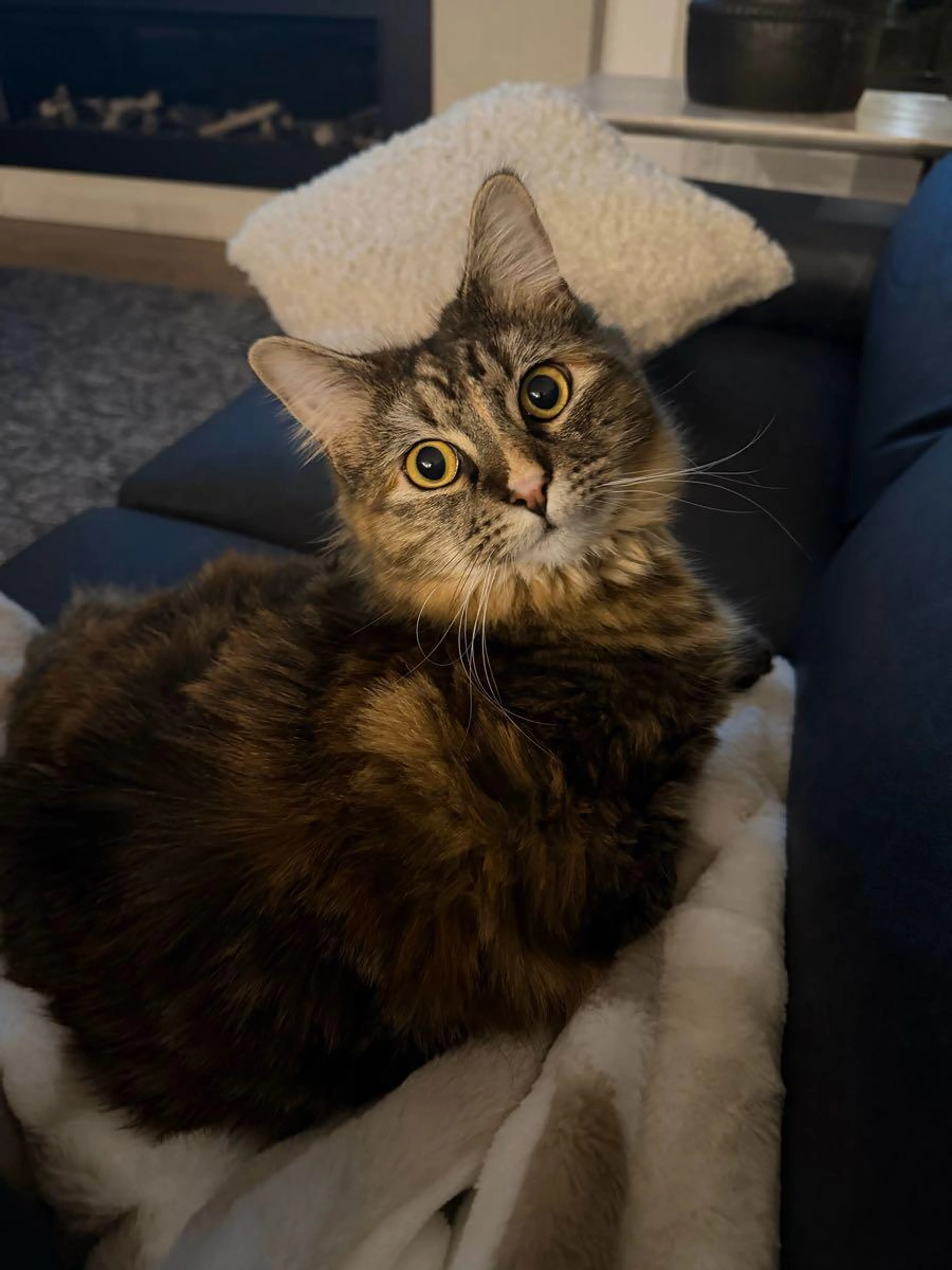 Lost pet