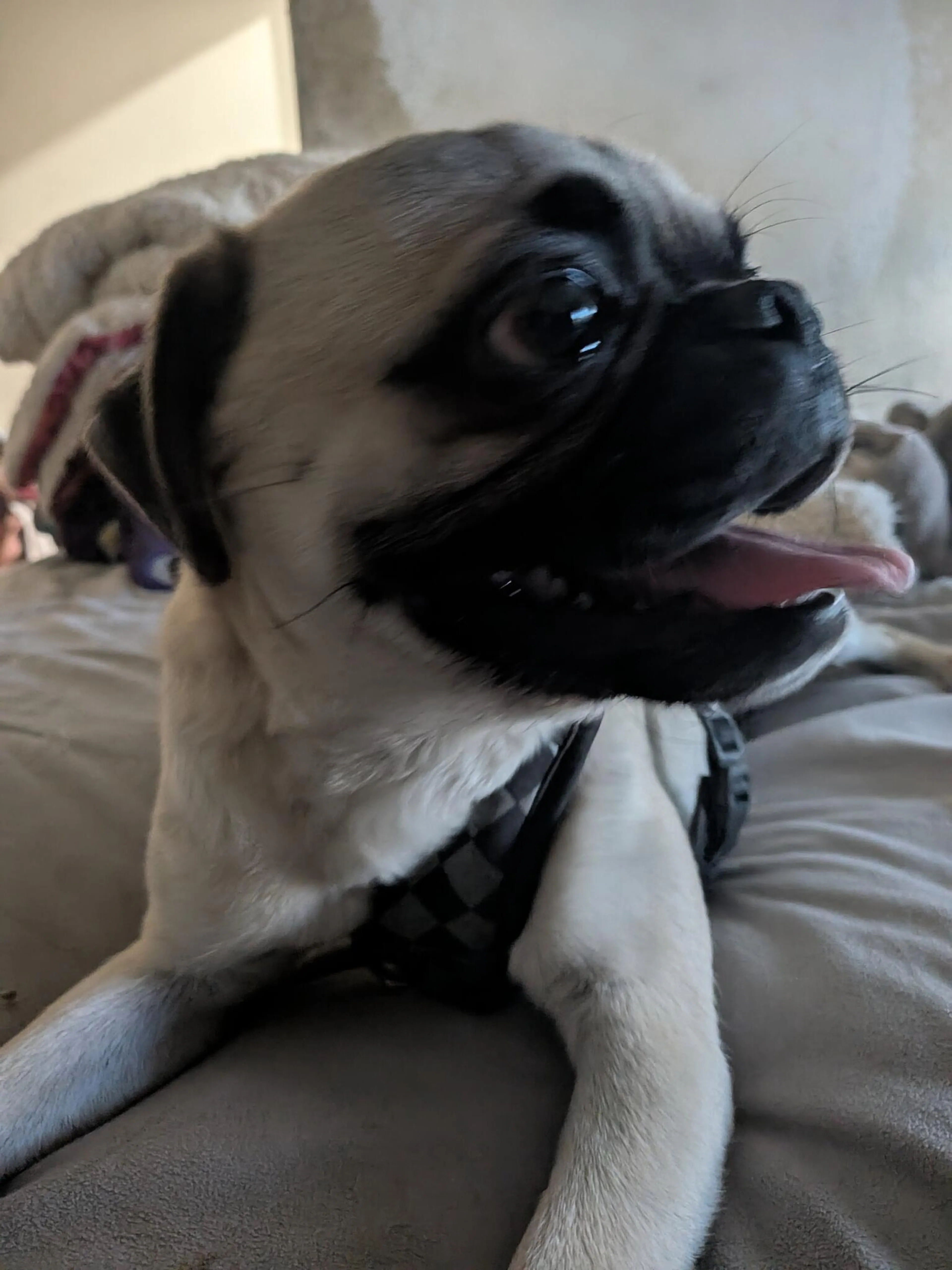 Found pet