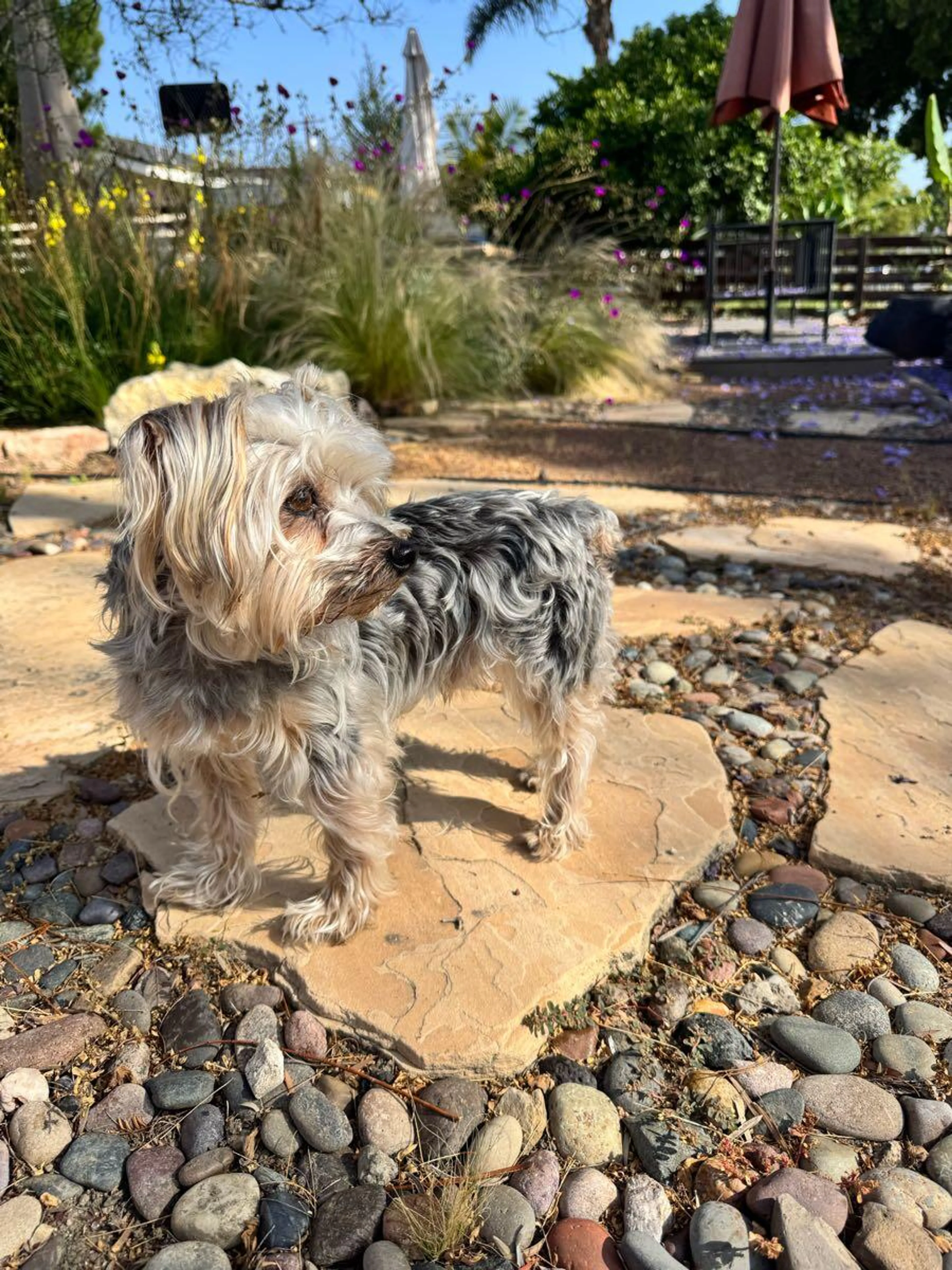 Found pet