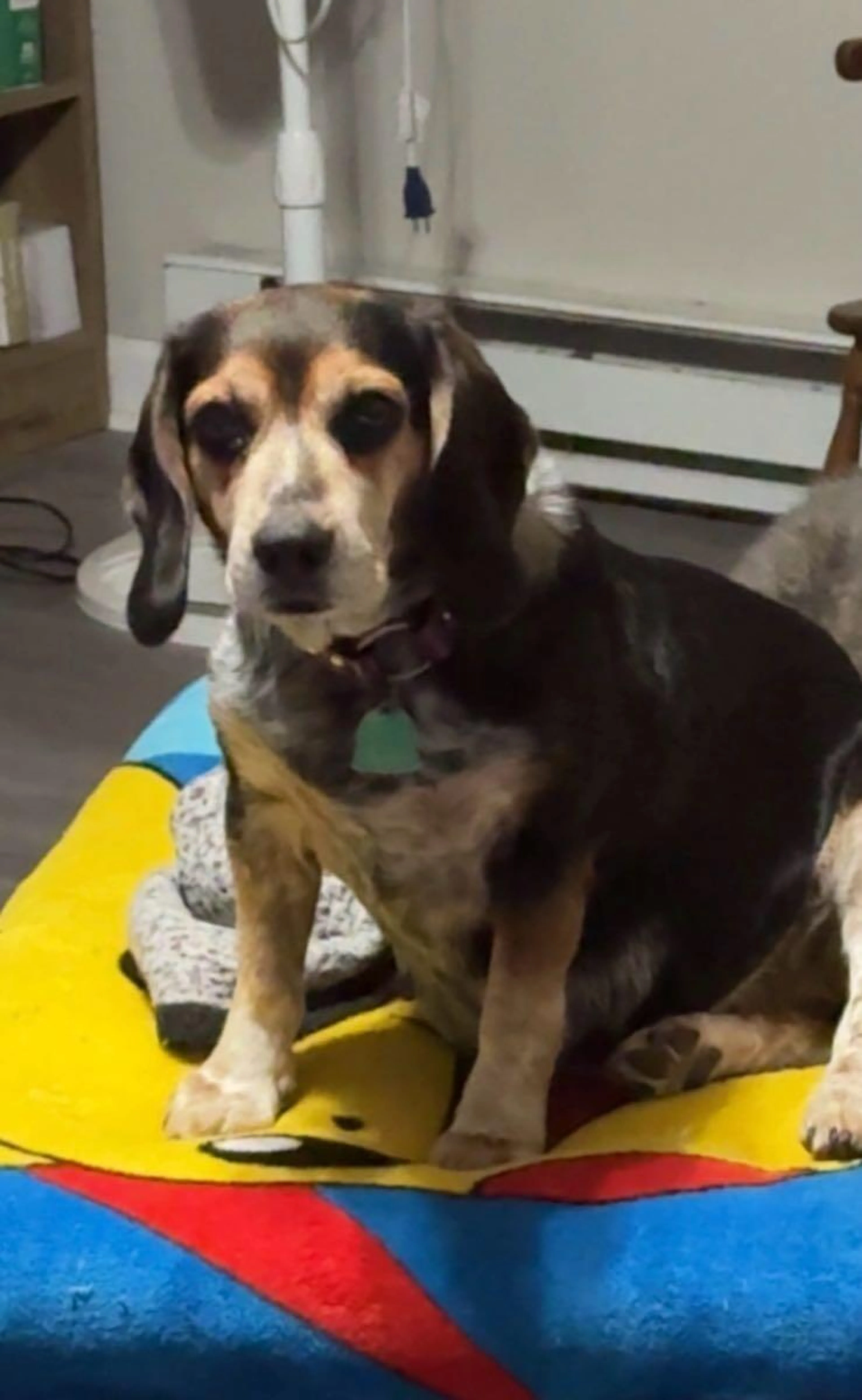 Lost pet