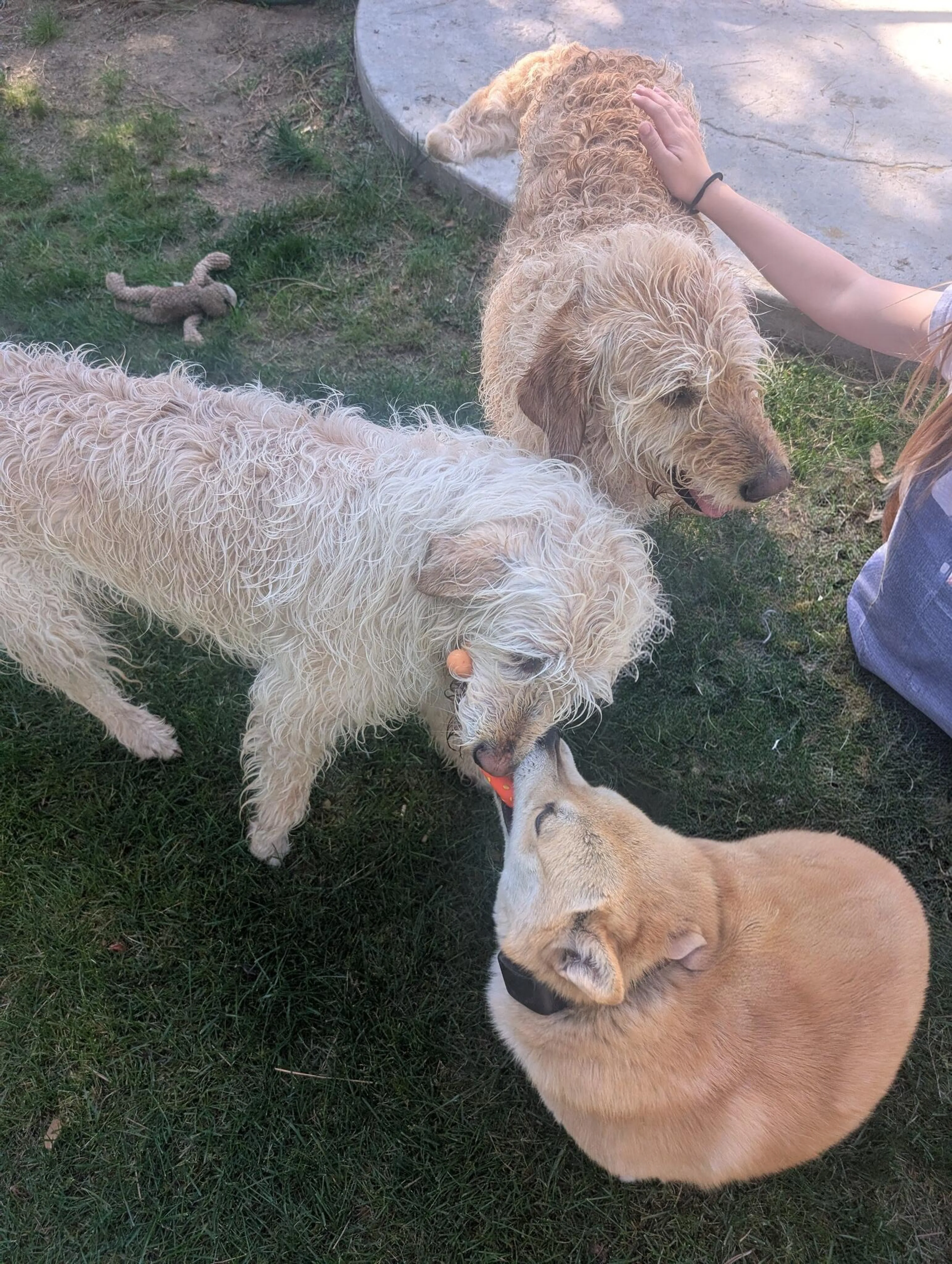 Found pet