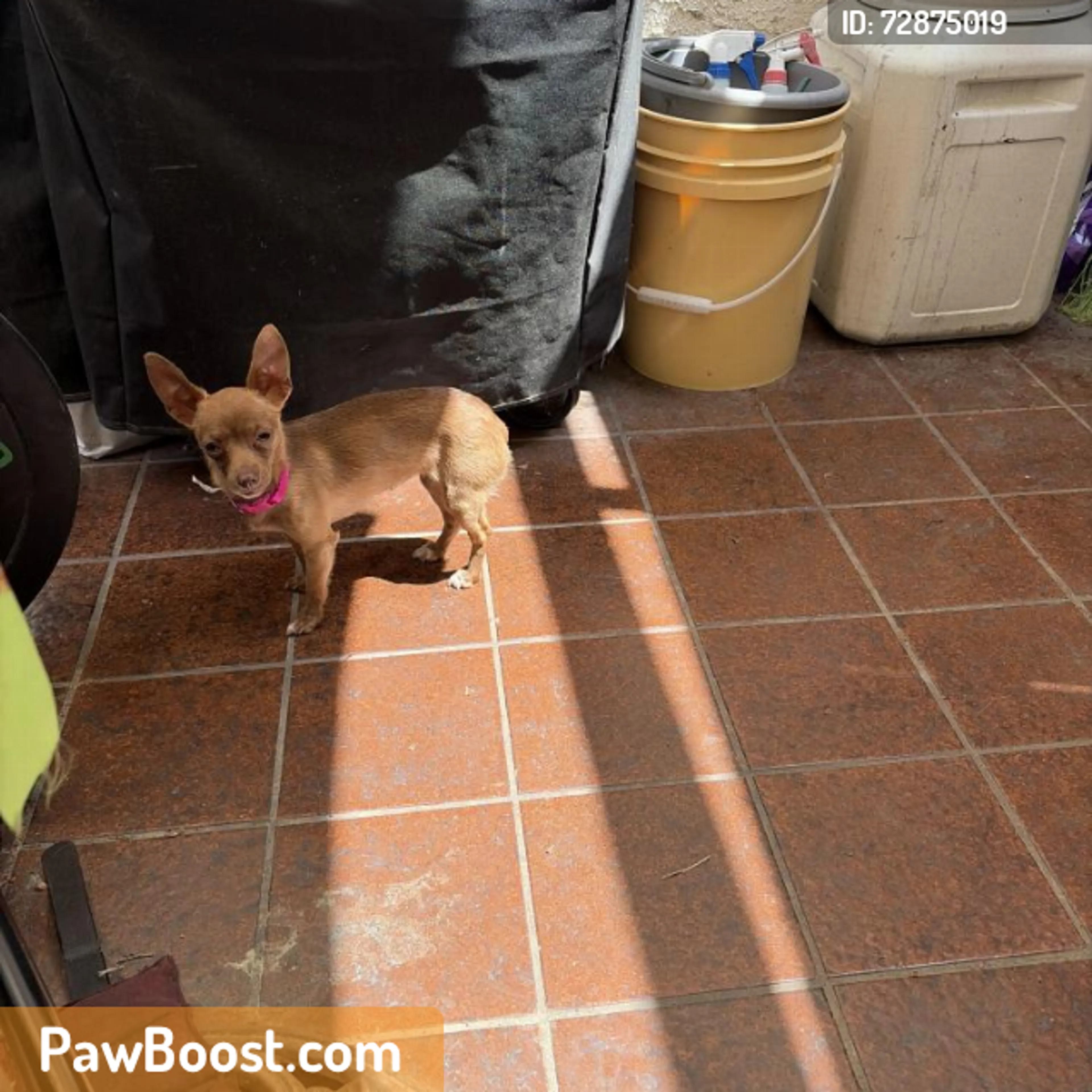 Found pet