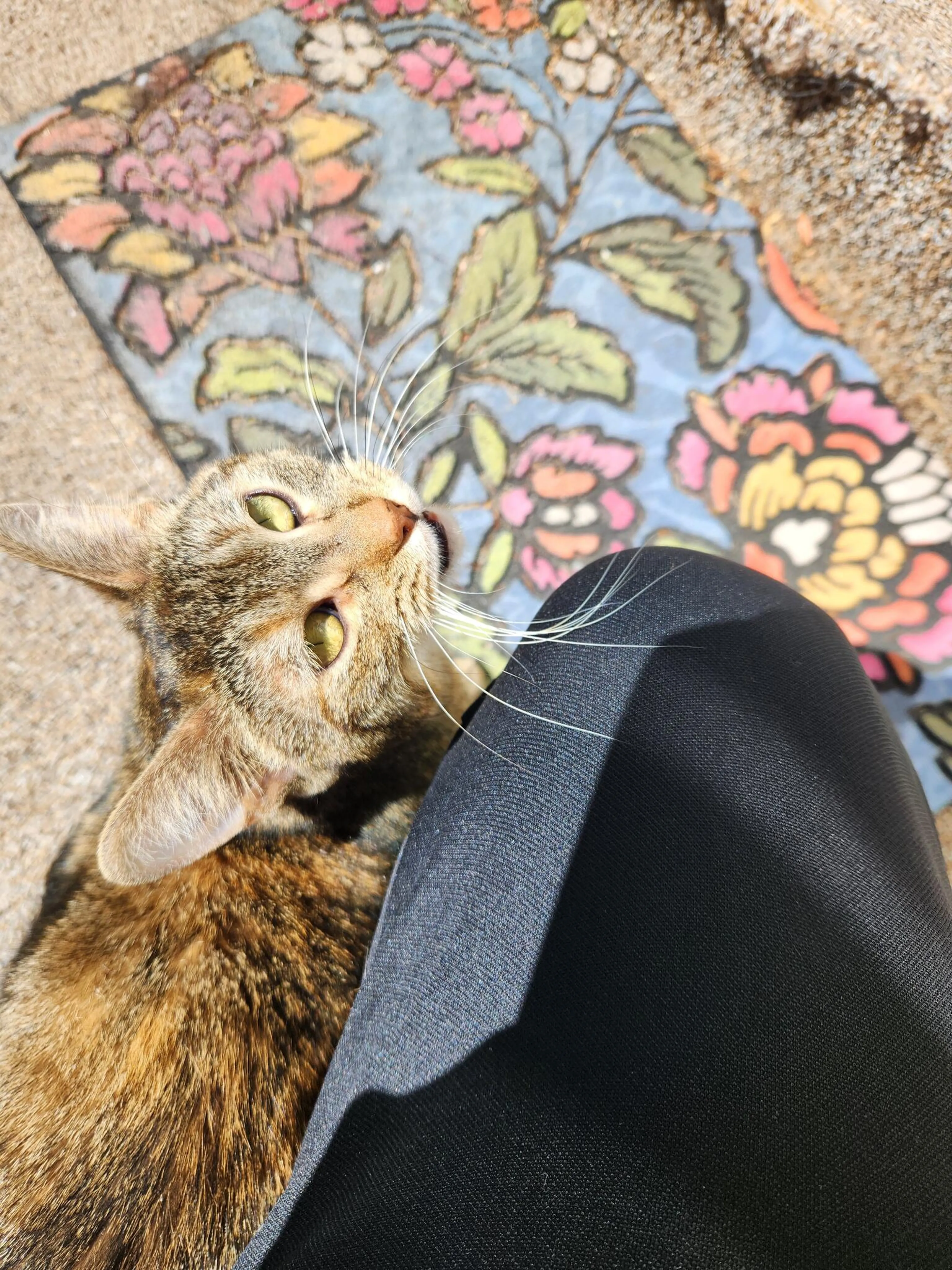 Found pet