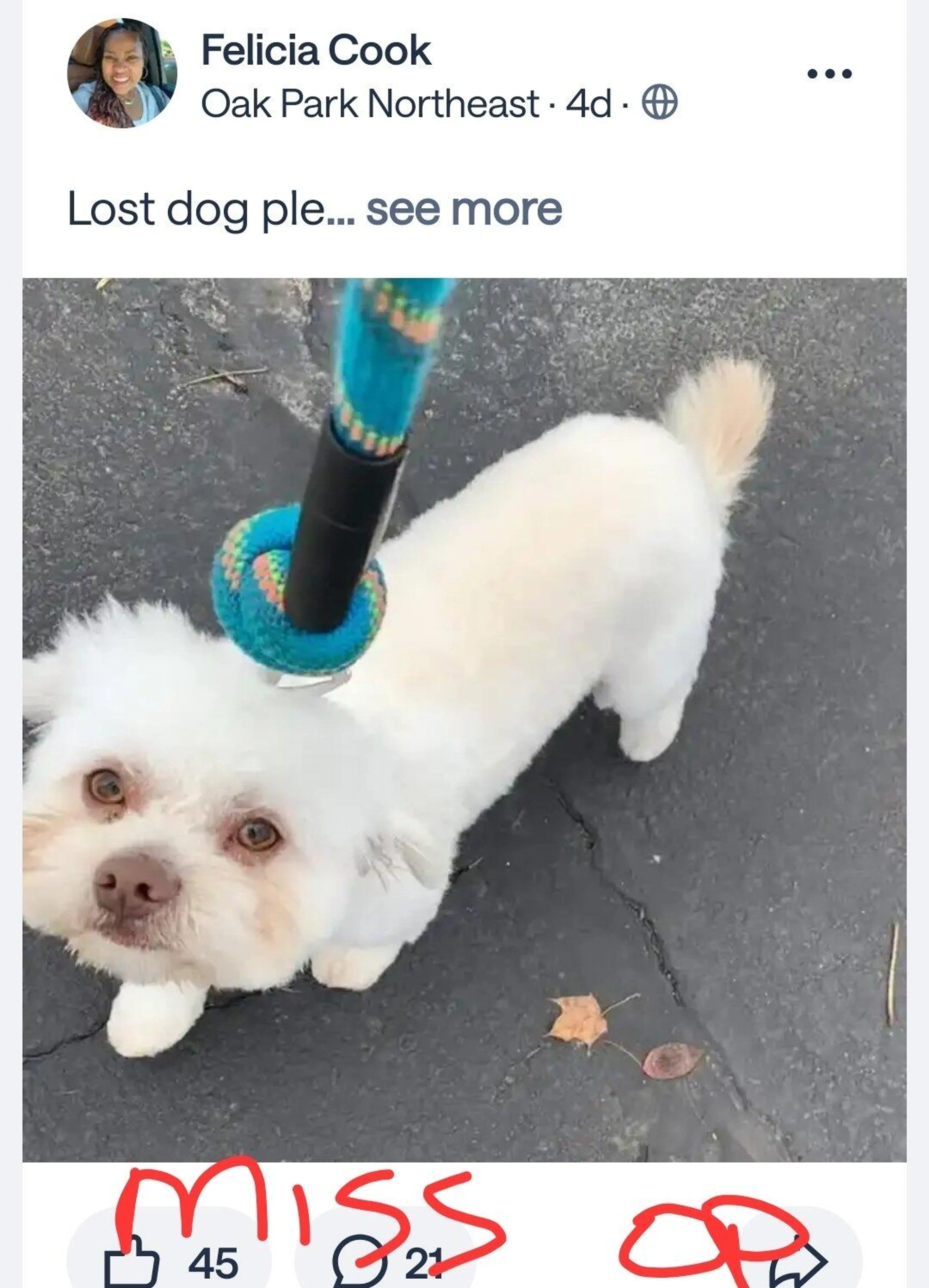 Lost pet