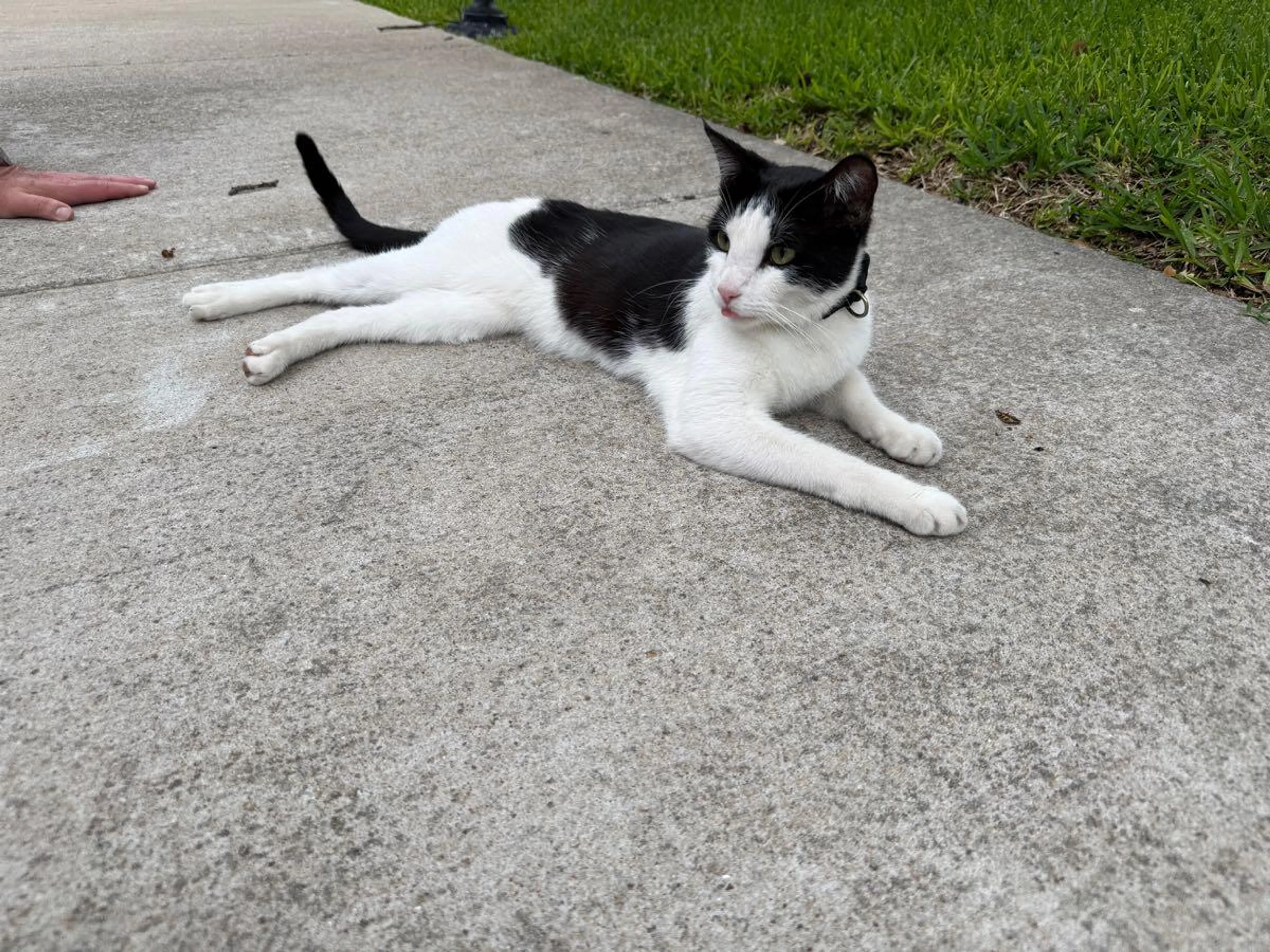 Found pet