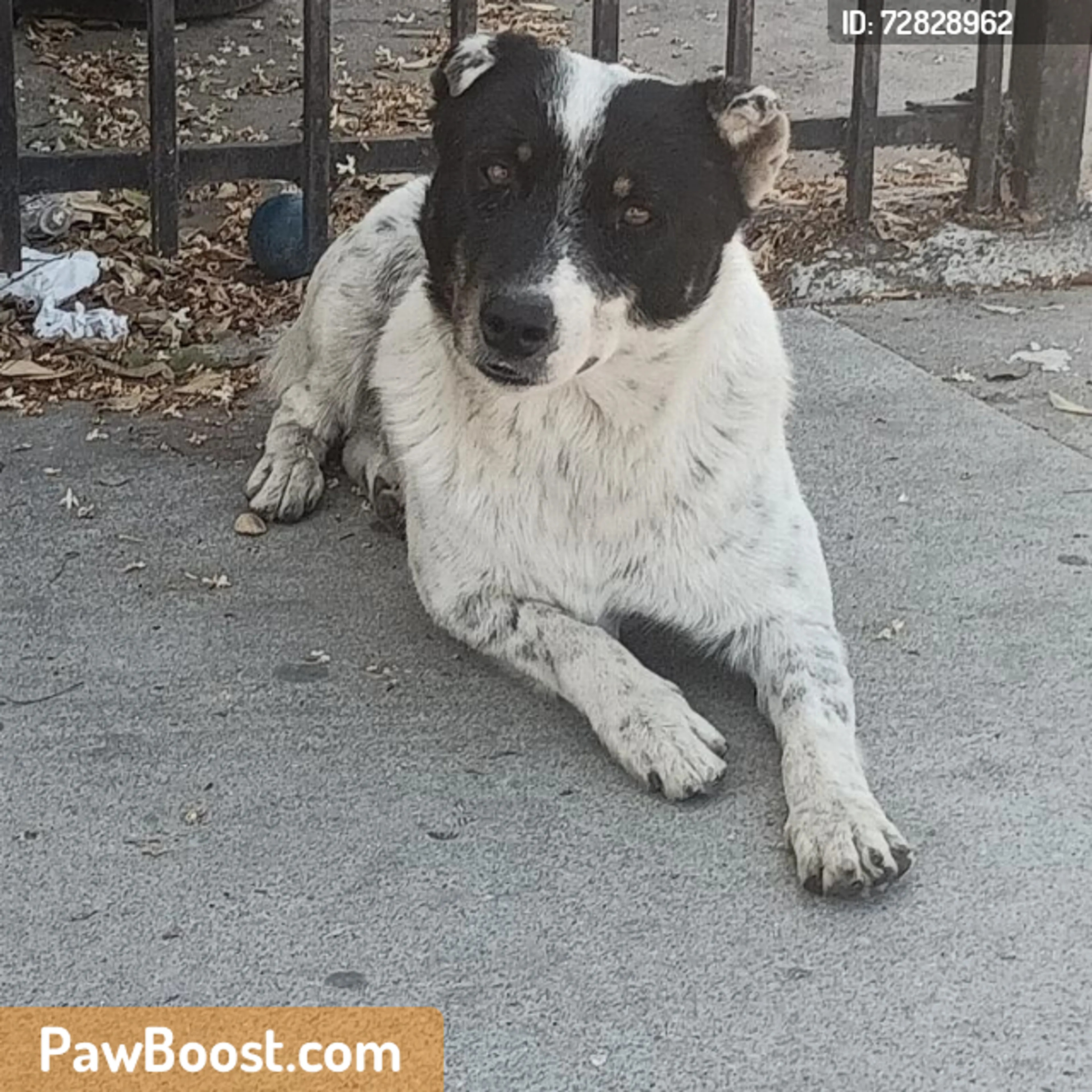 Found pet