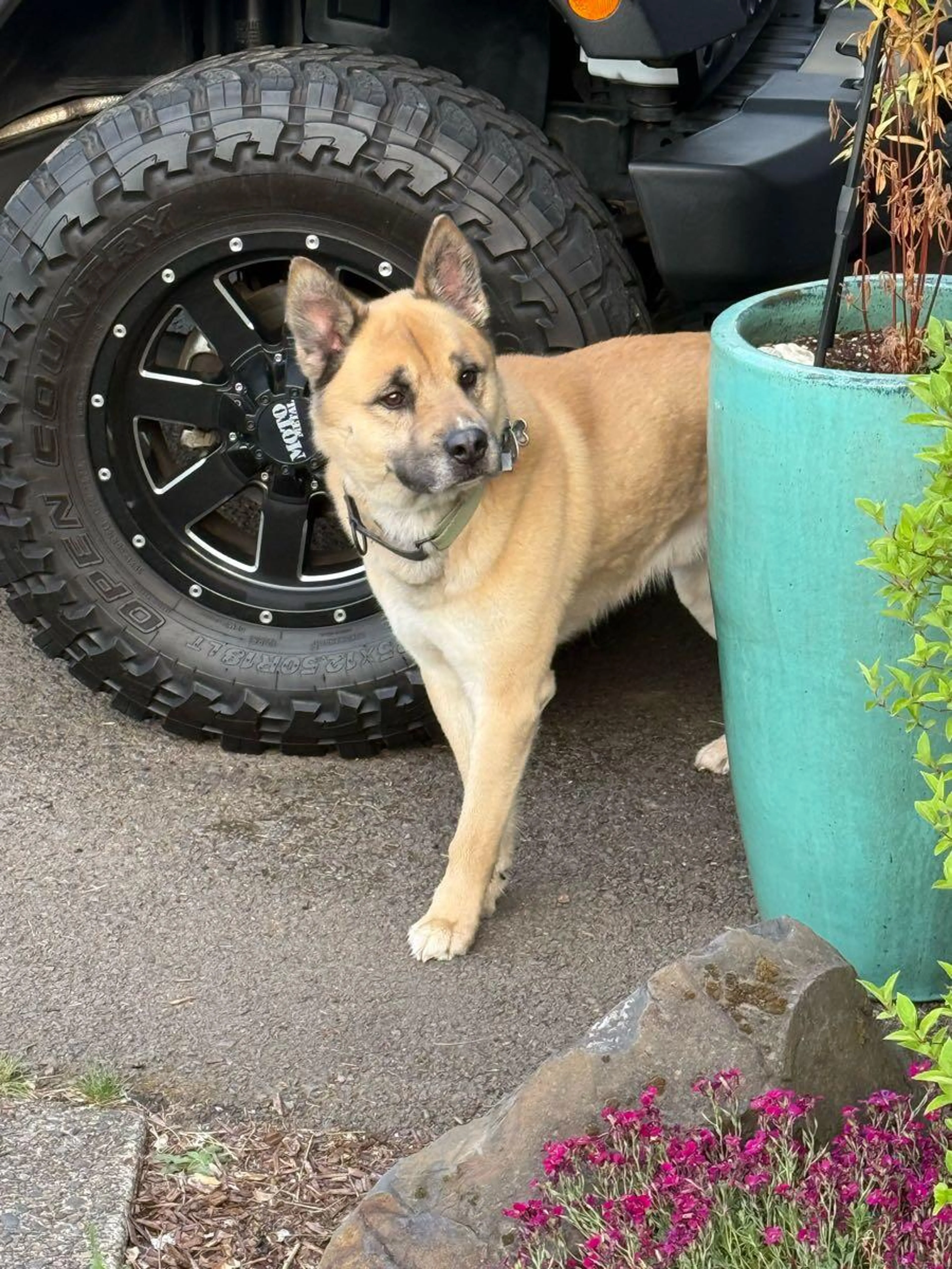 Found pet