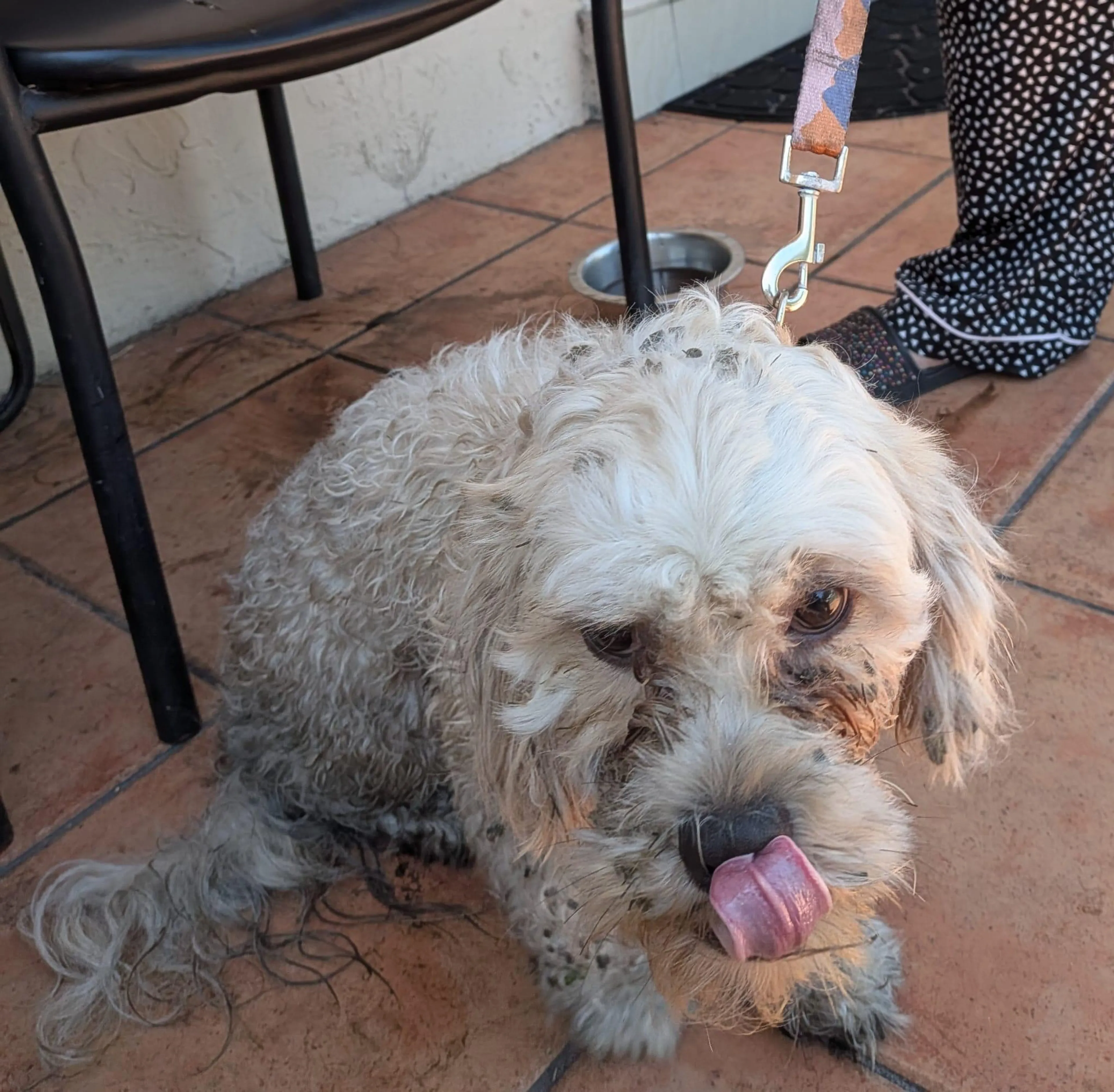 Found pet