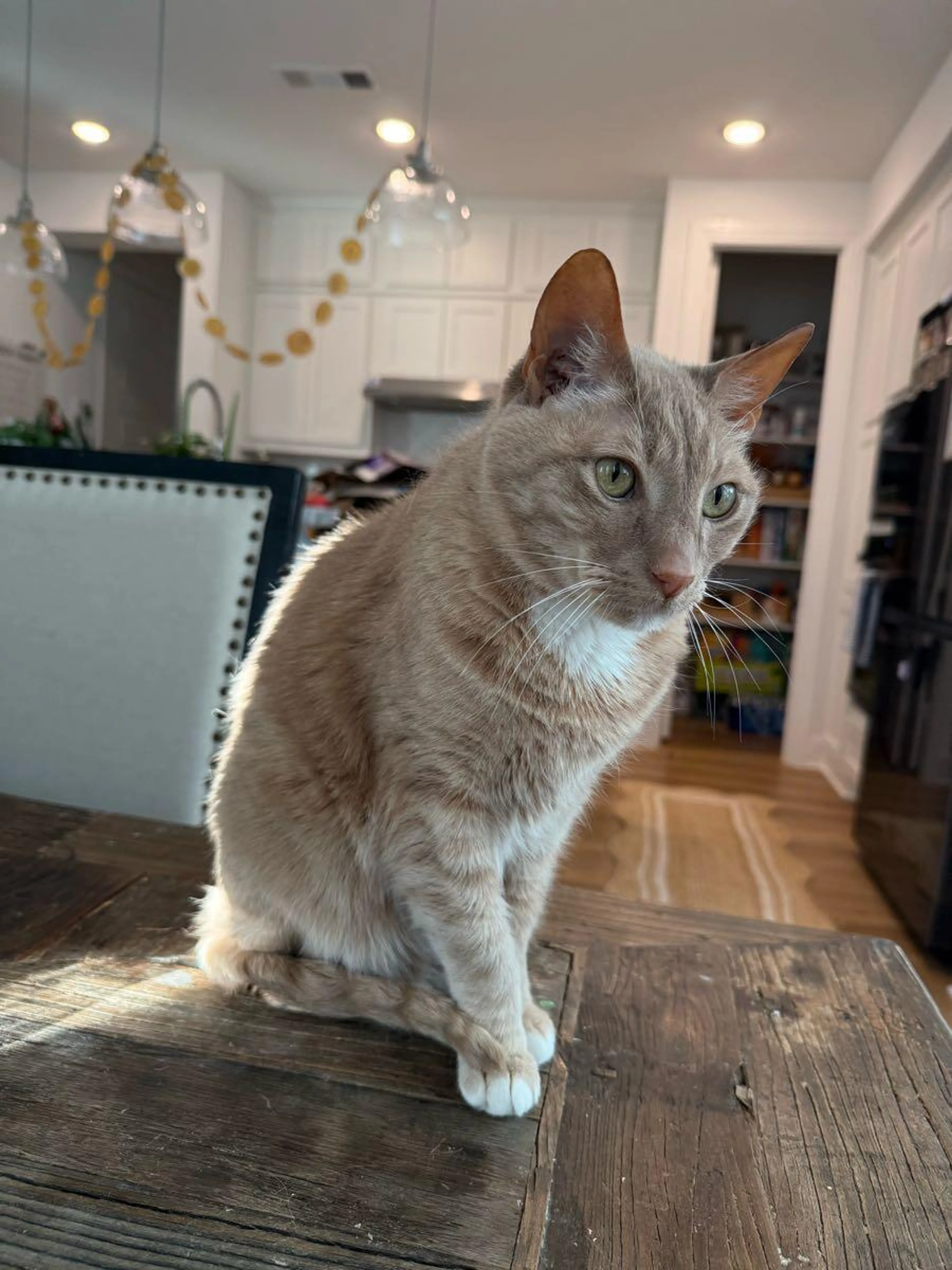 Lost pet