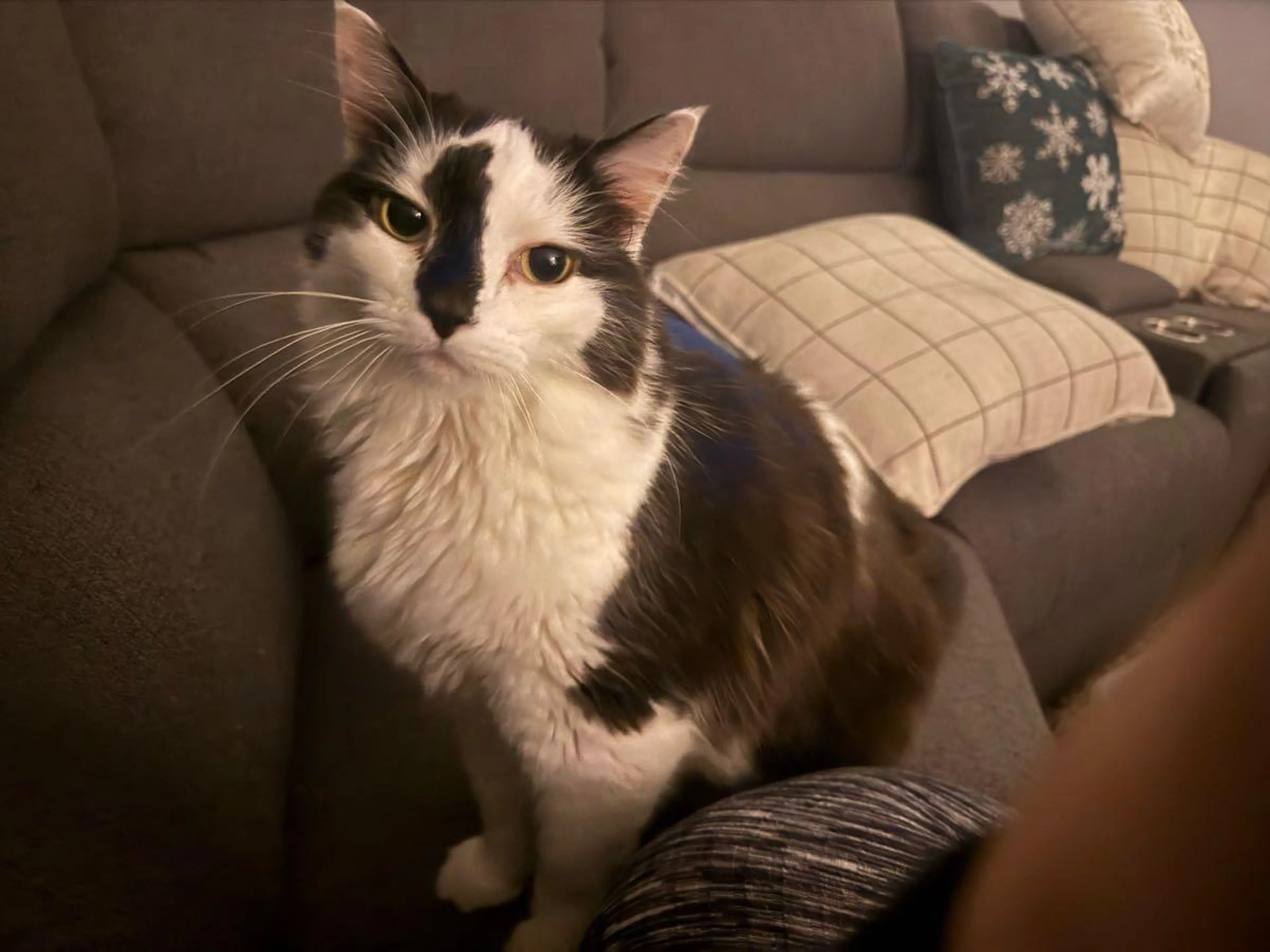 Lost pet