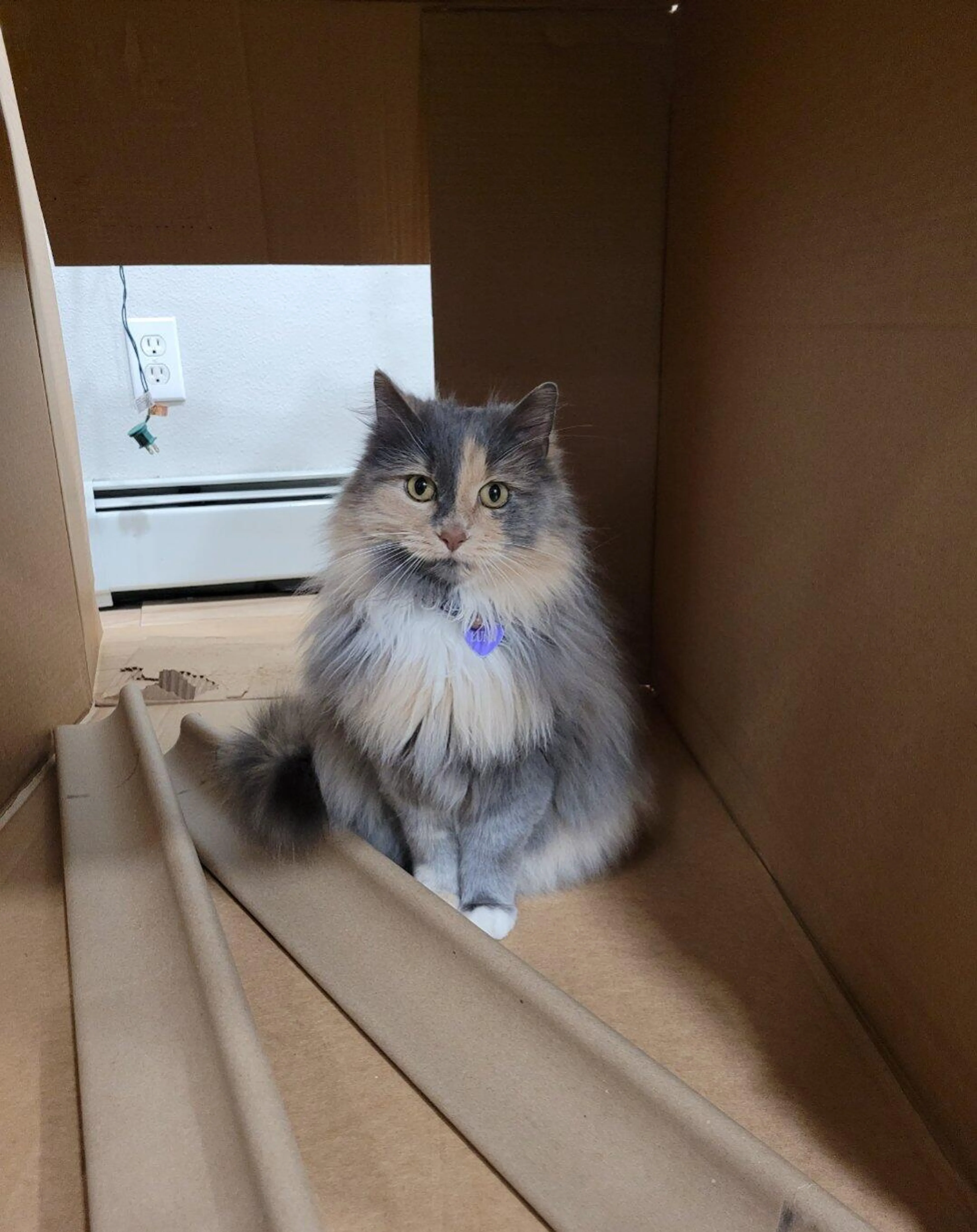 Lost pet