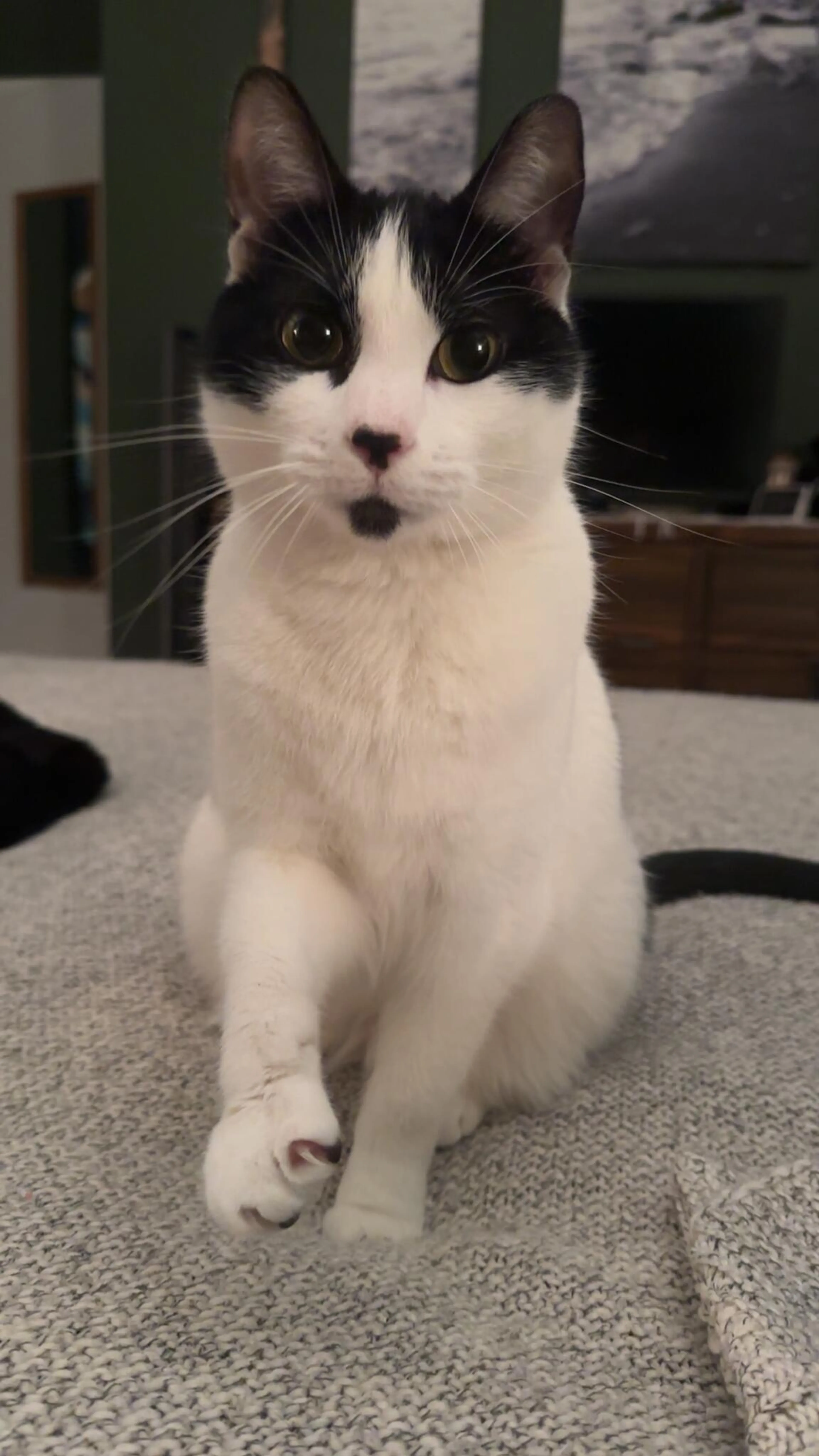 Lost pet