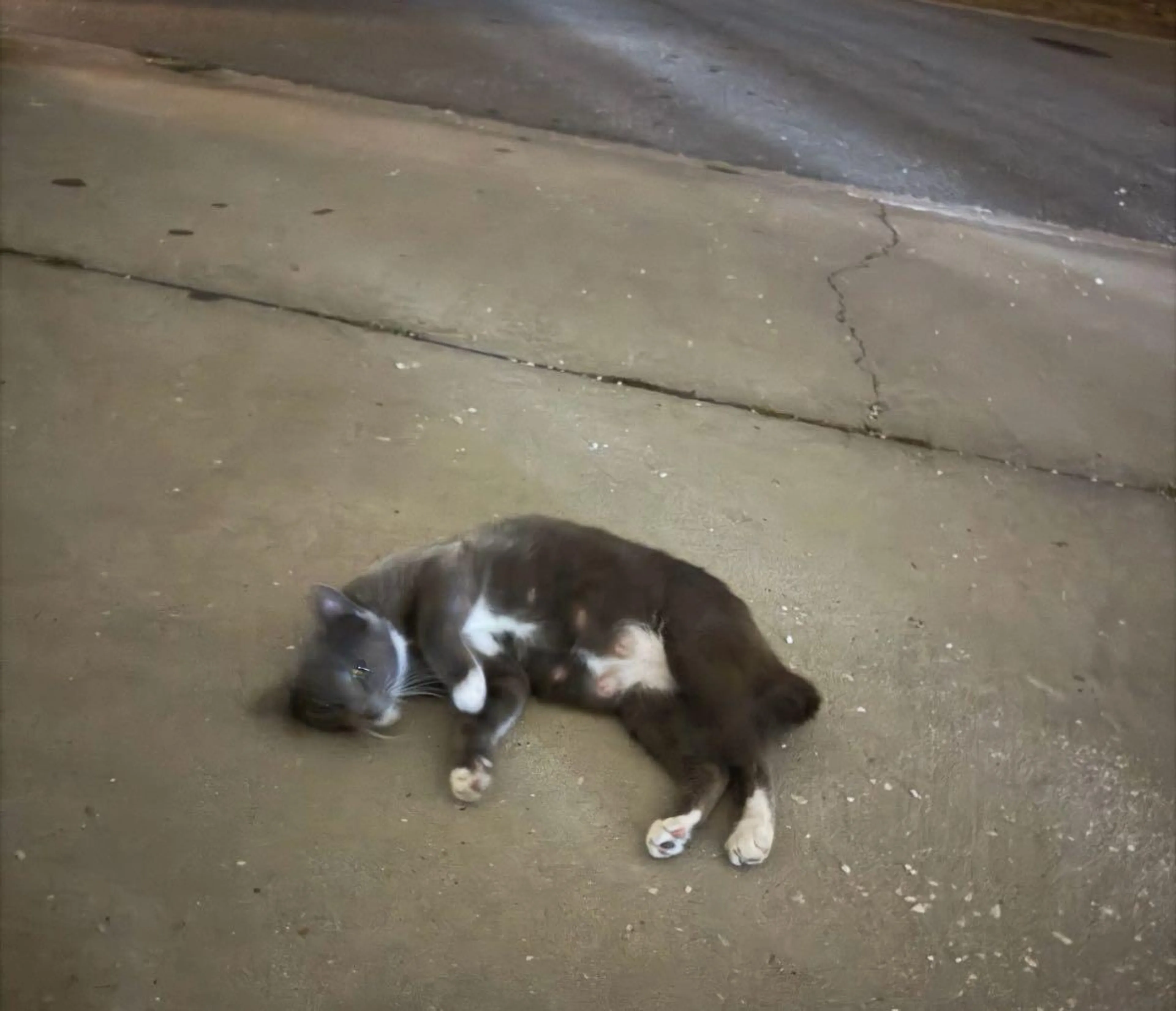 Found pet
