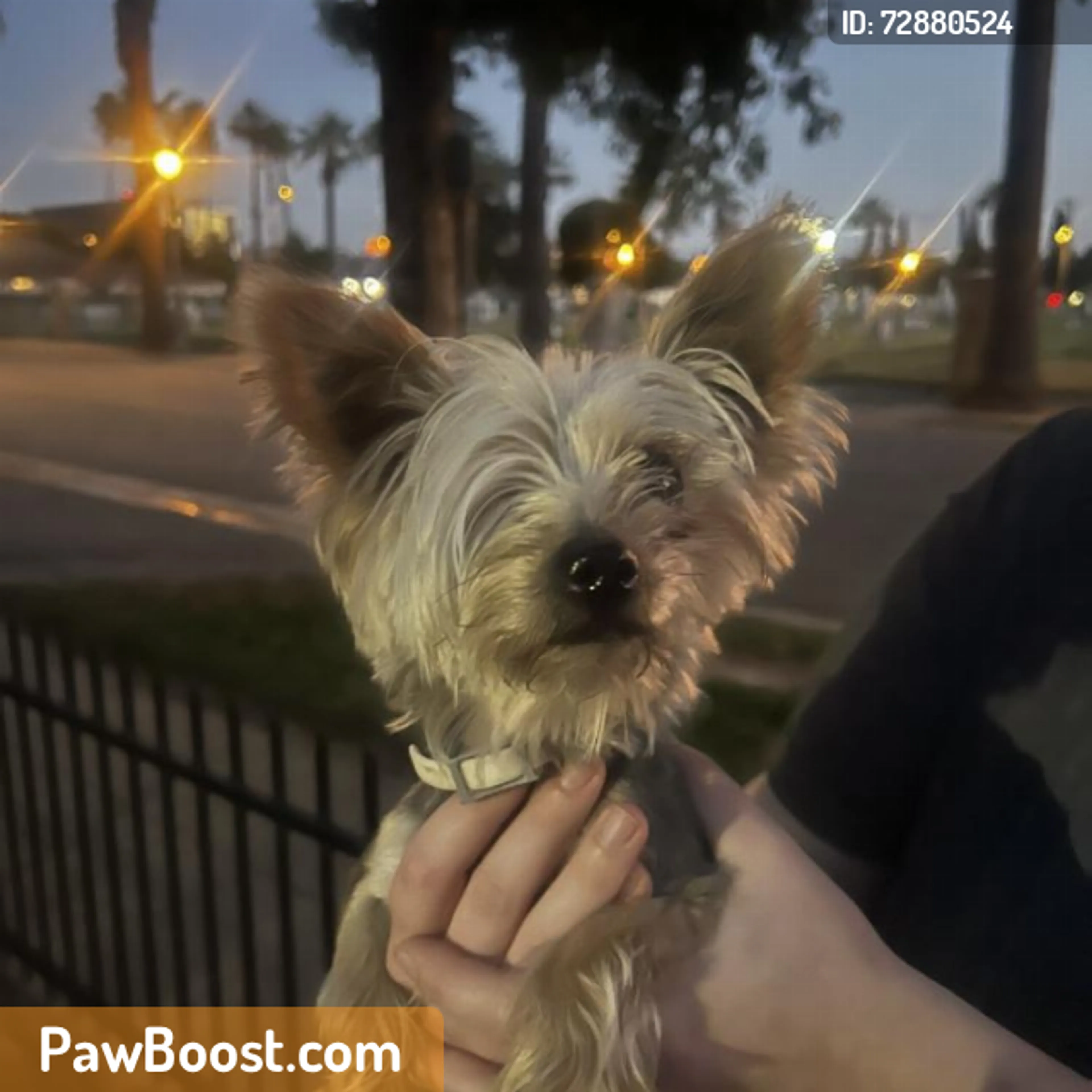 Found pet