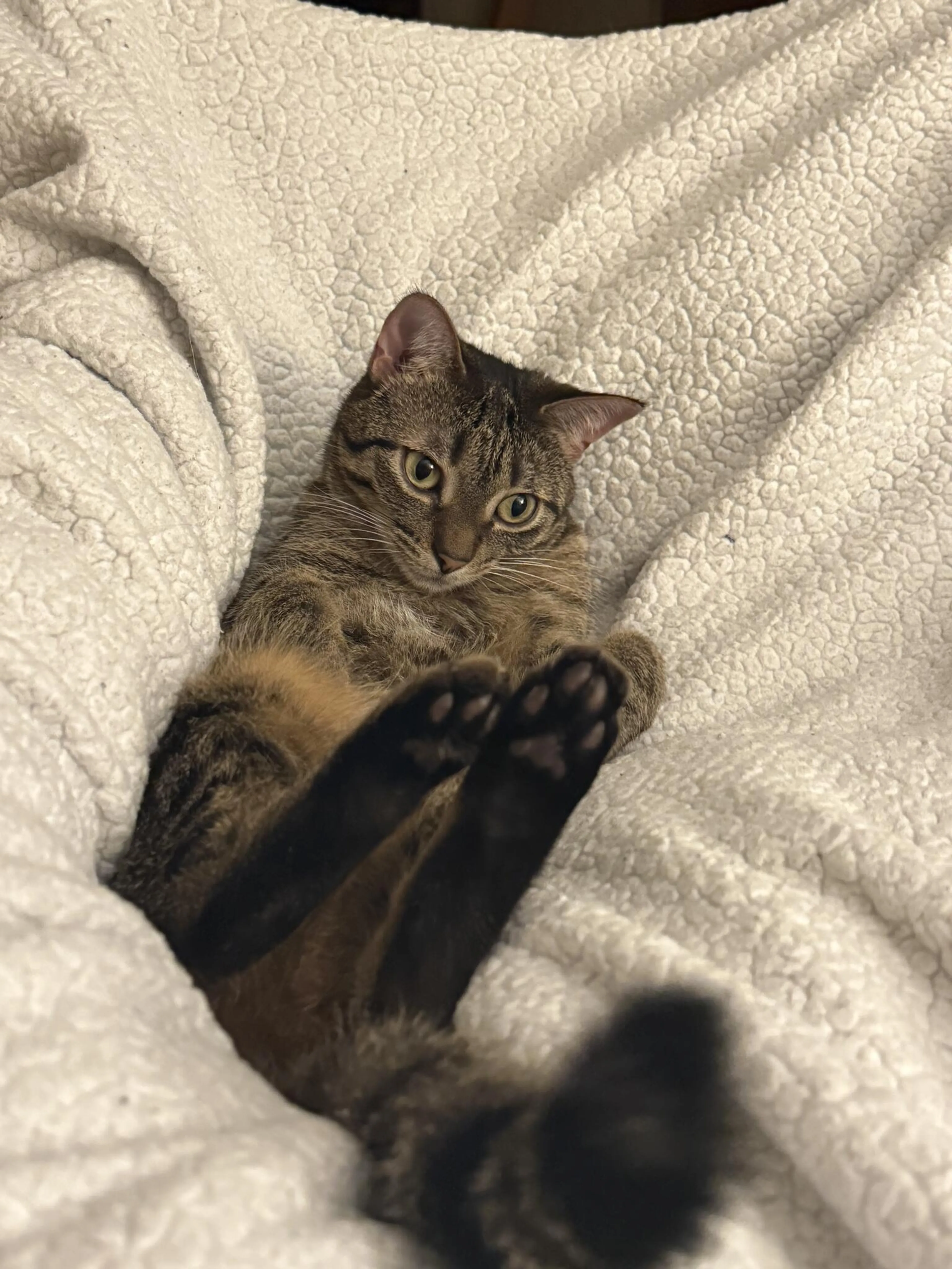 Lost pet