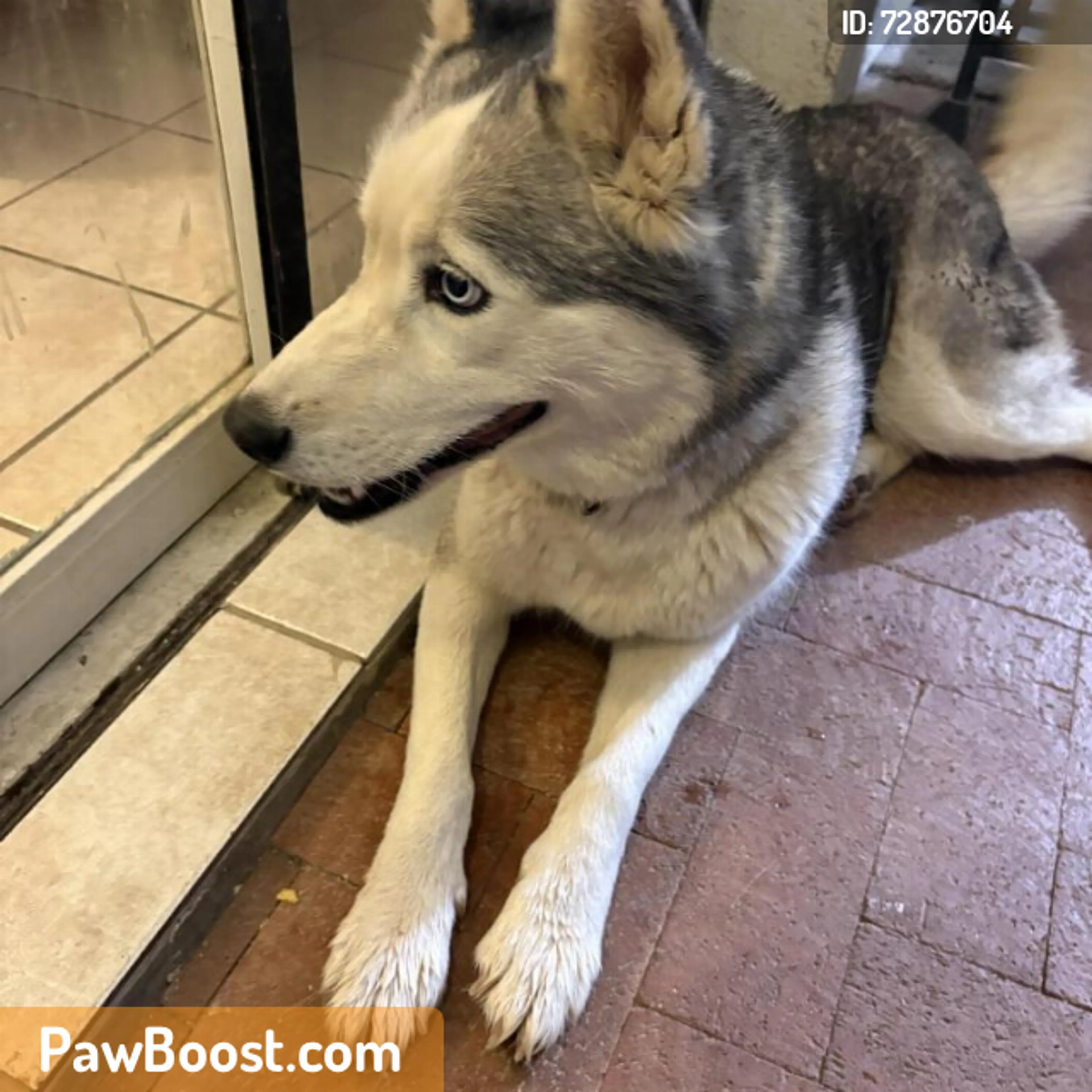Found pet