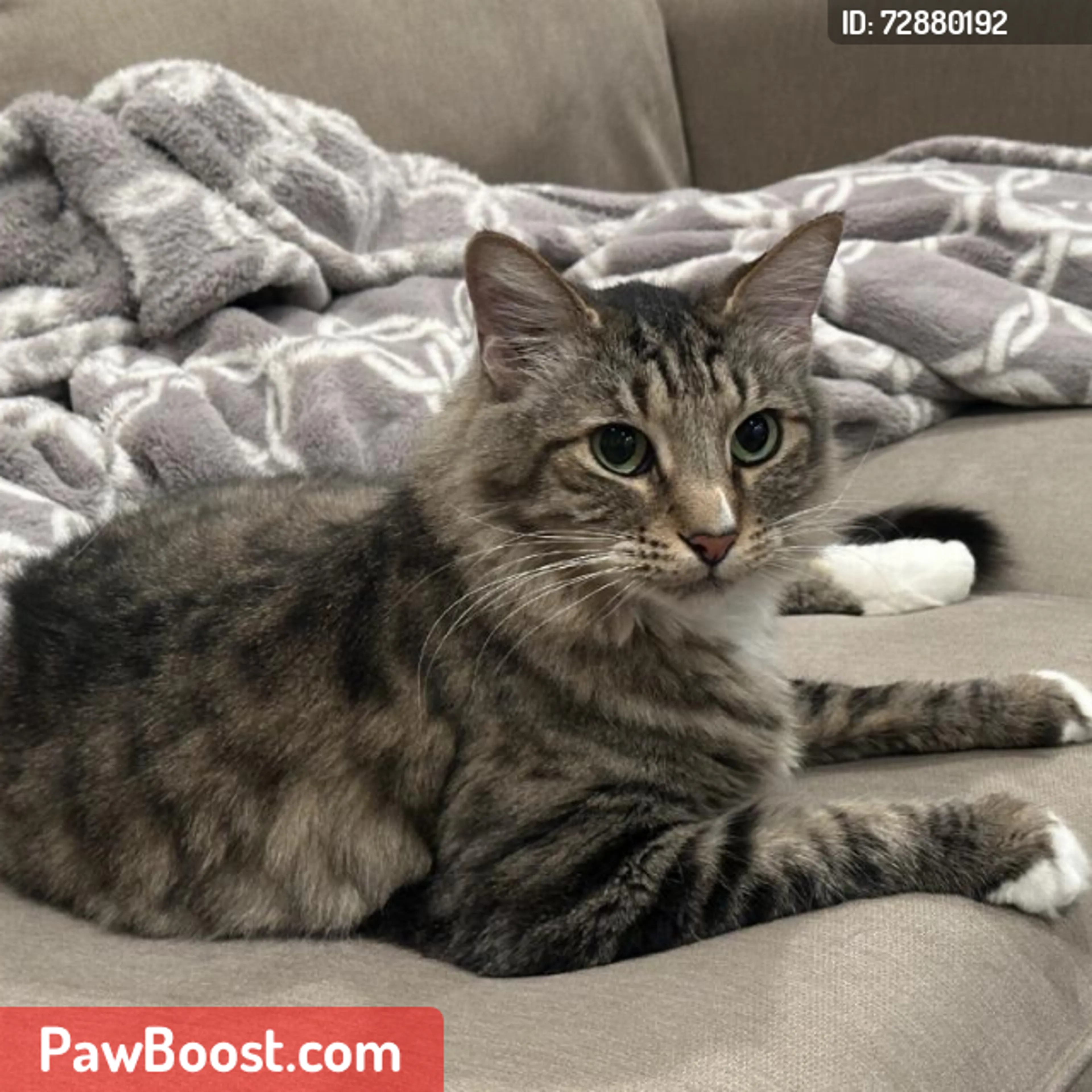 Lost pet