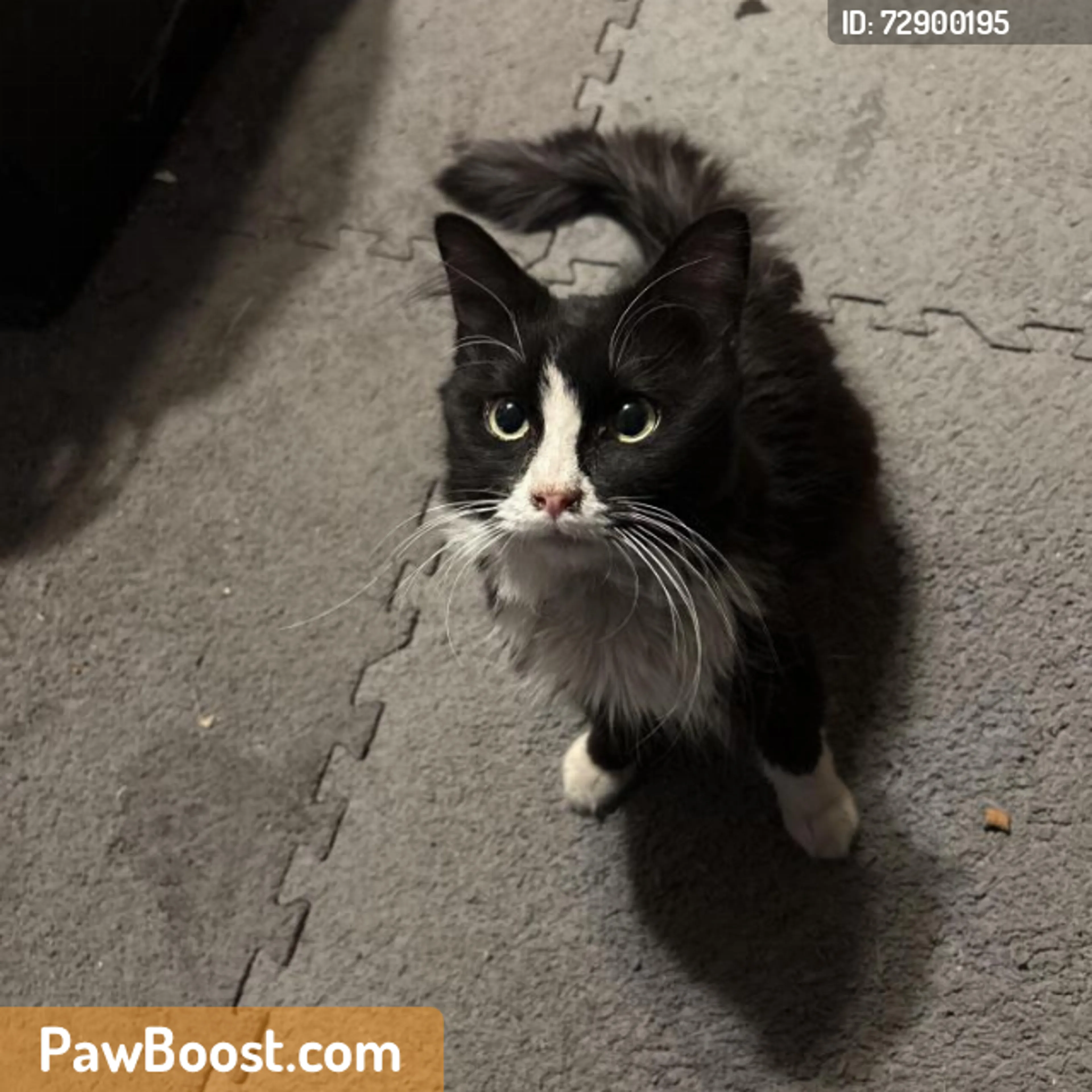 Found pet