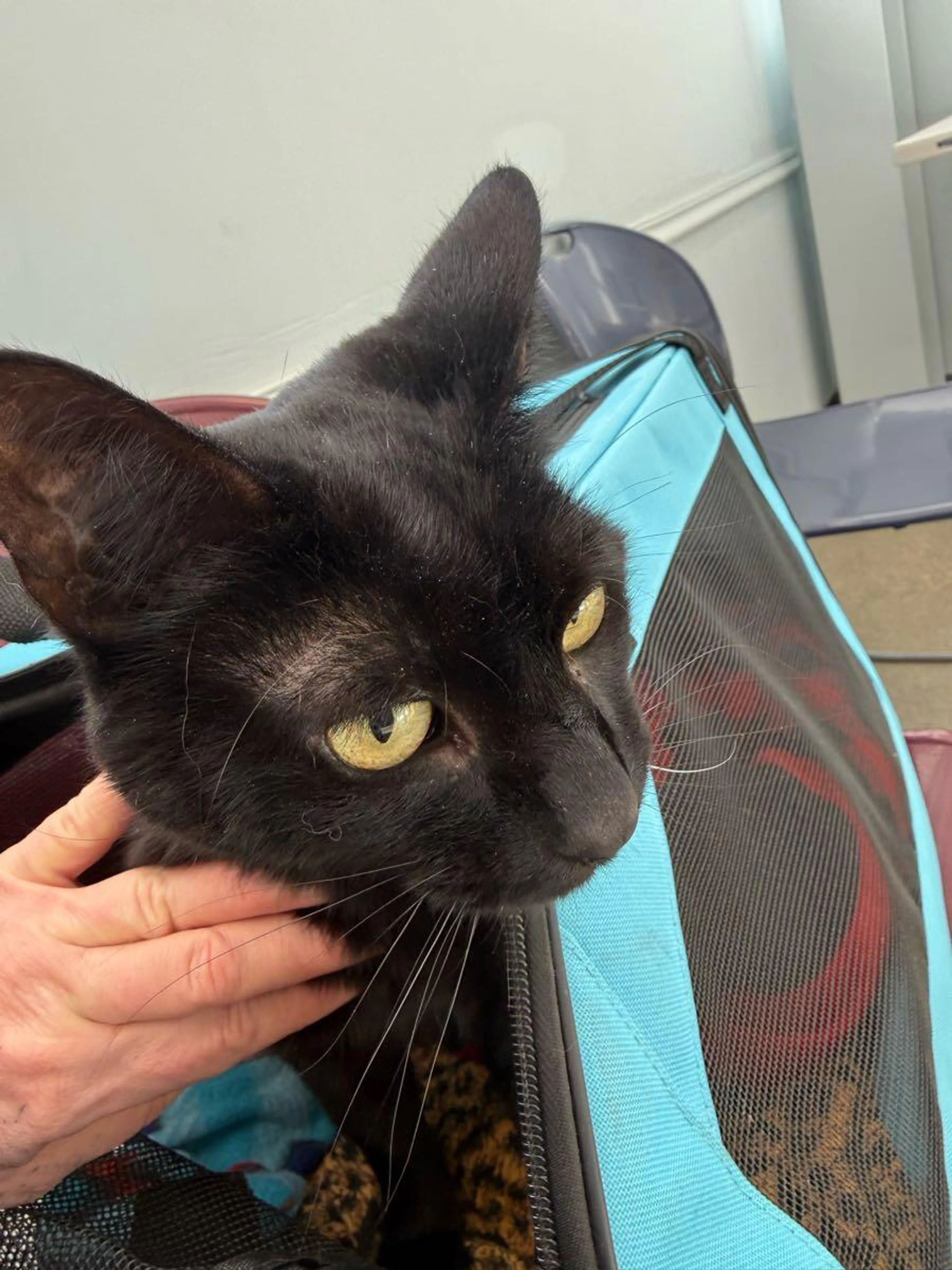 Lost pet