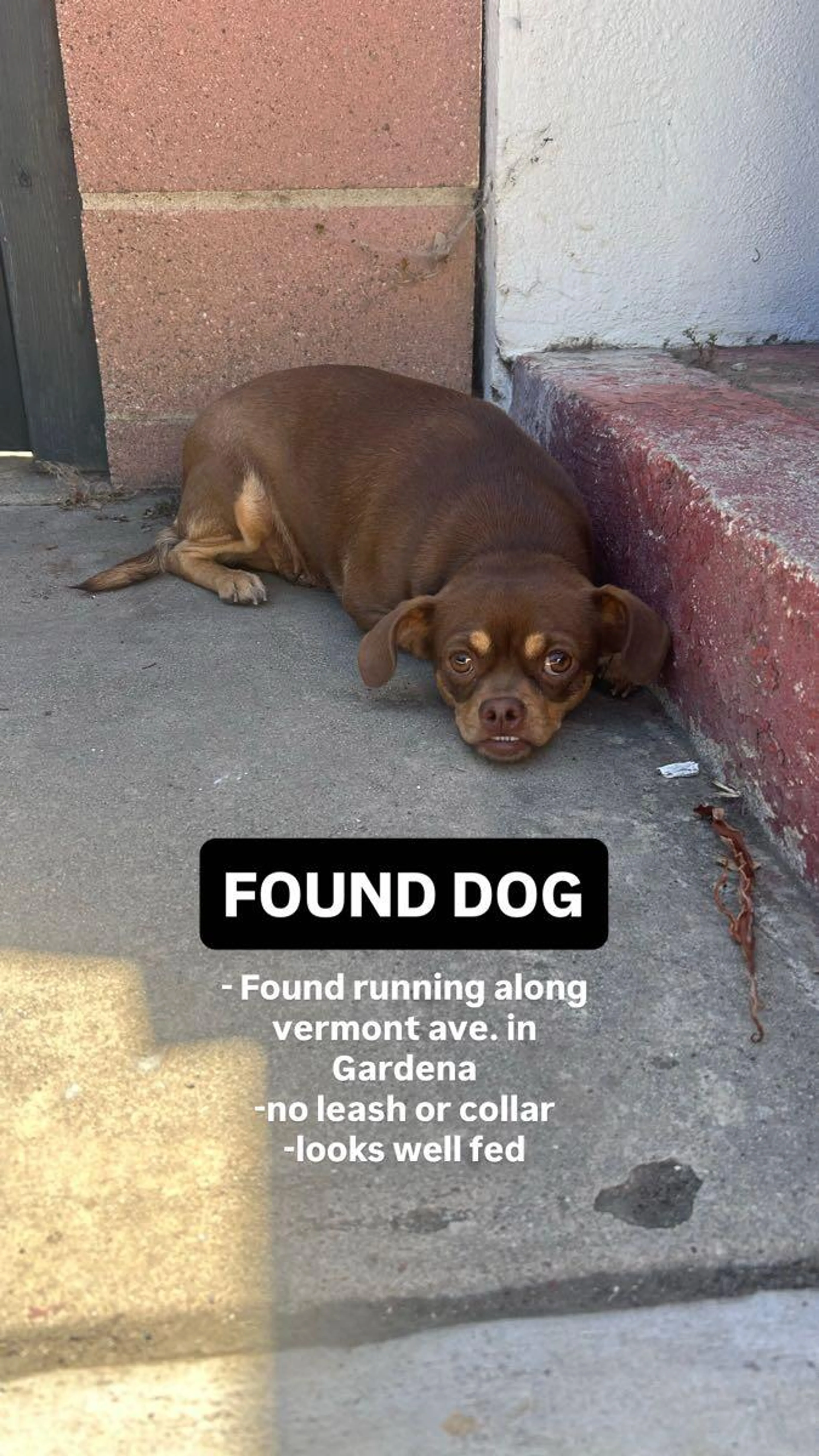 Found pet