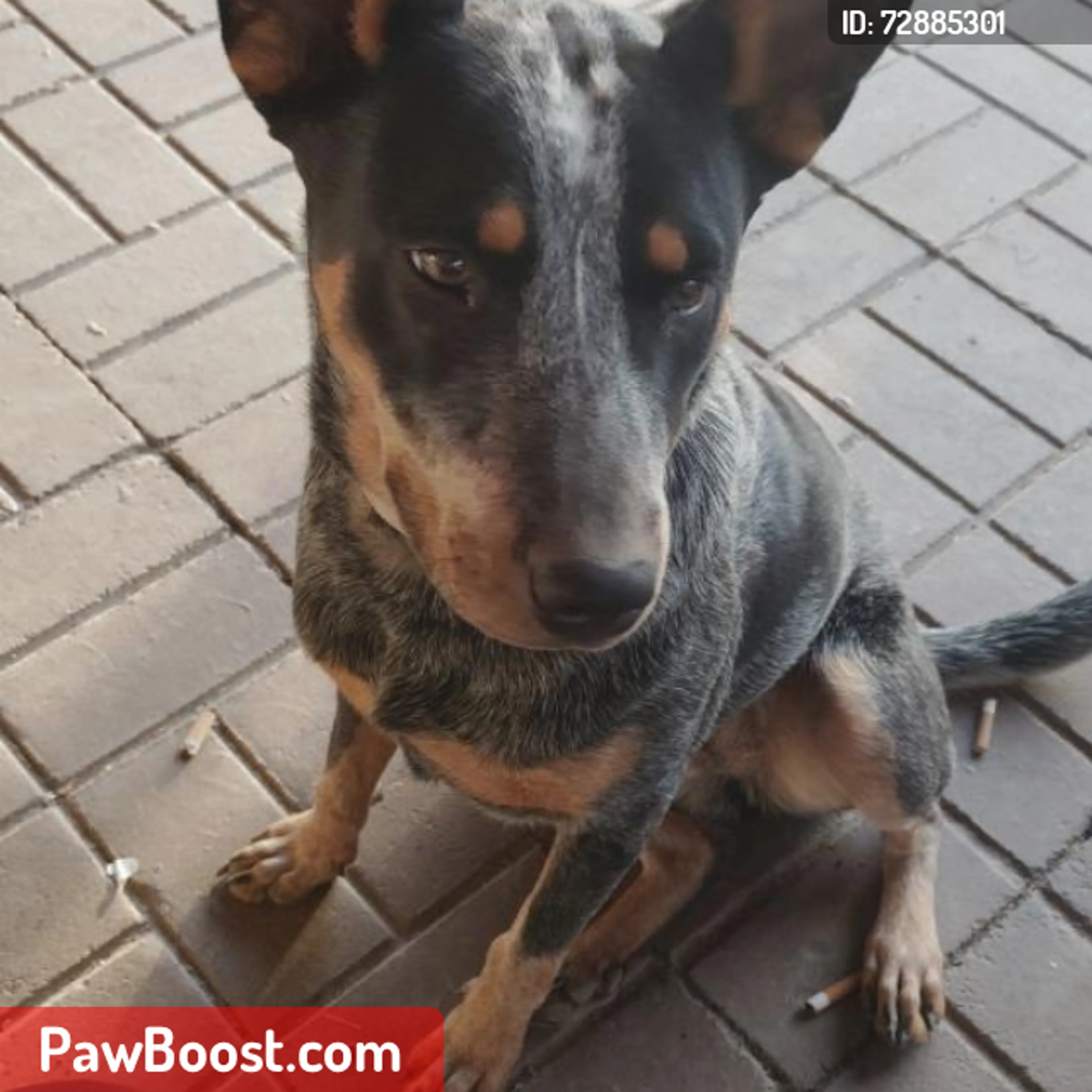 Lost pet