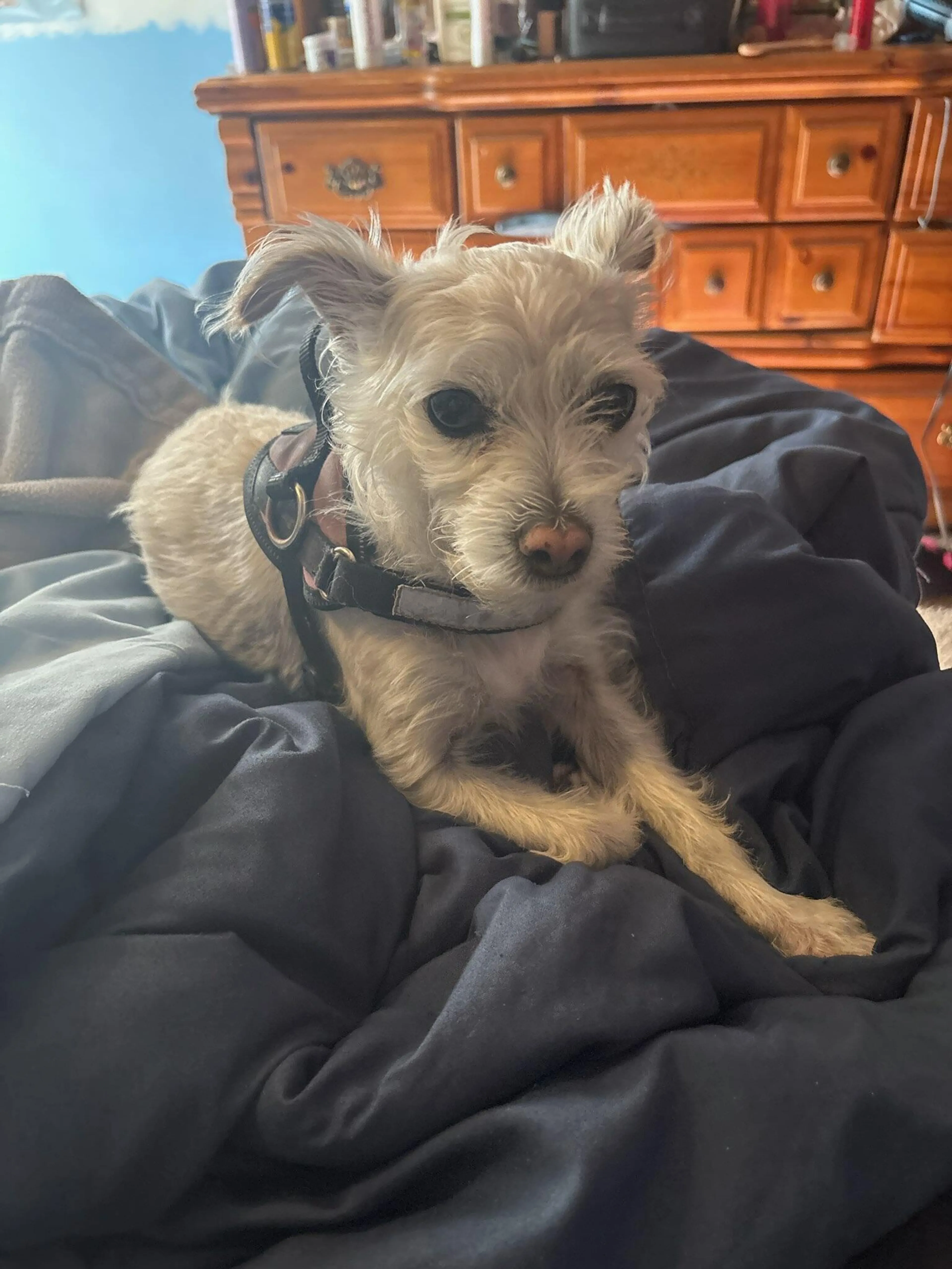 Lost pet