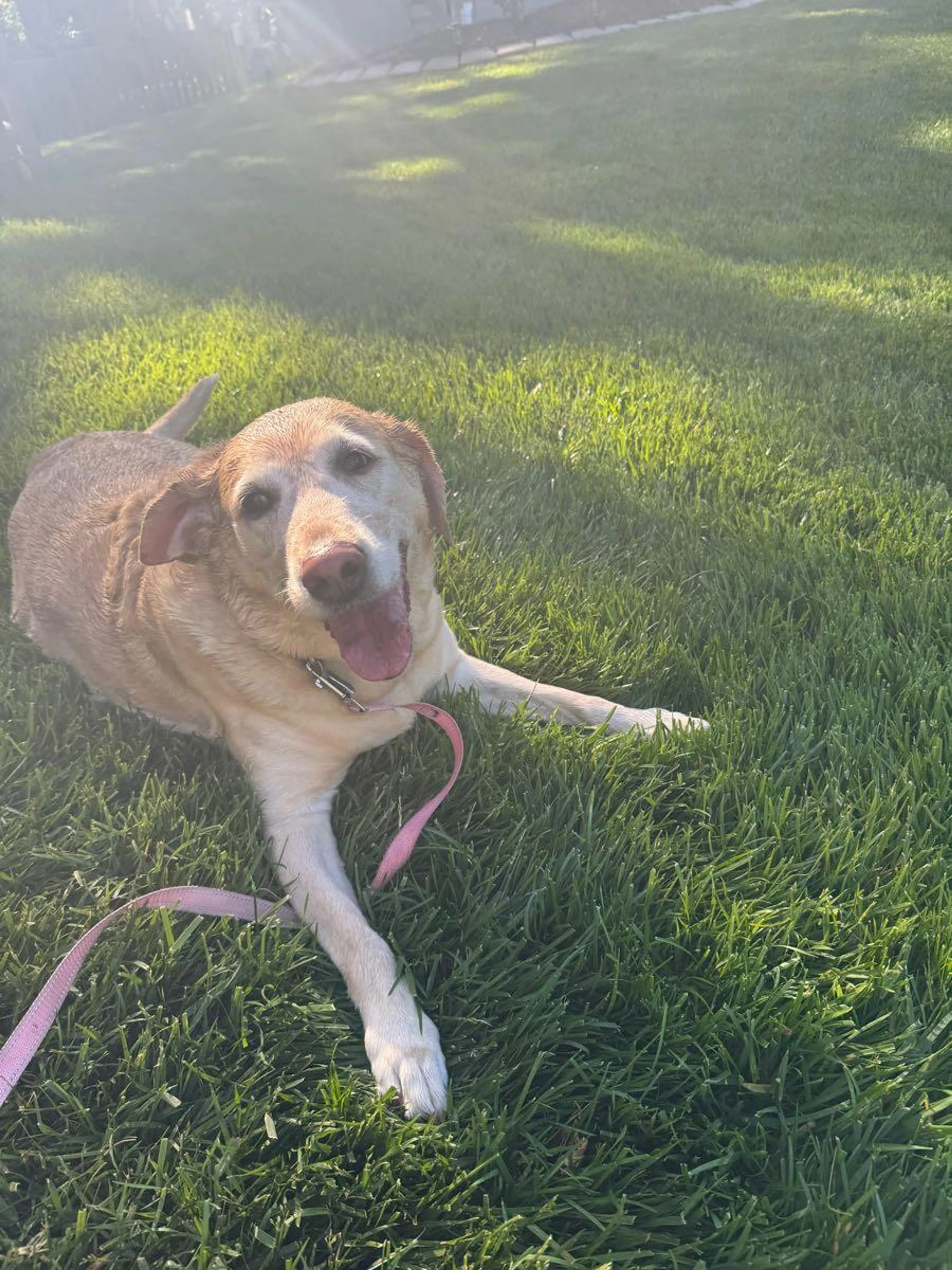 Found pet