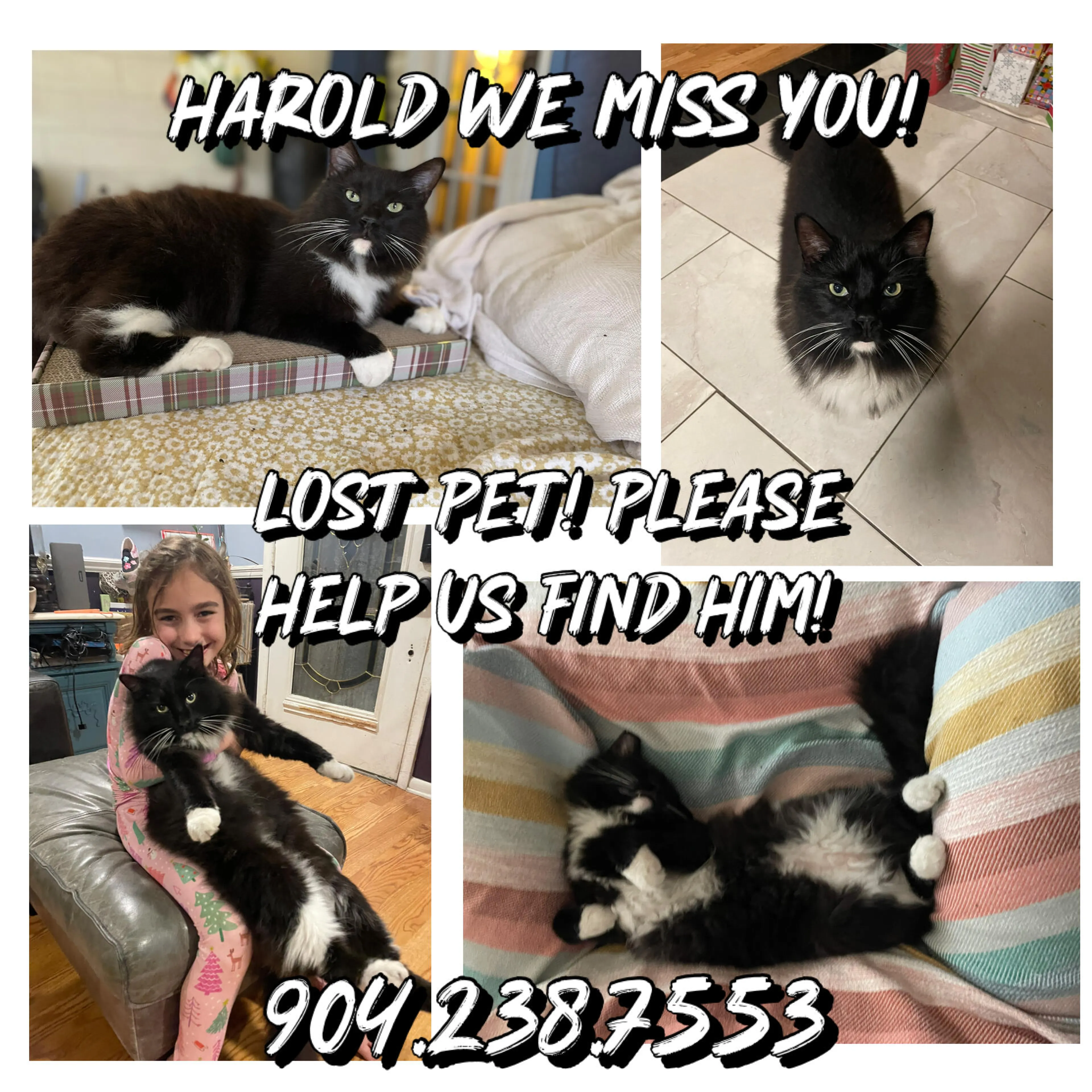 Lost pet