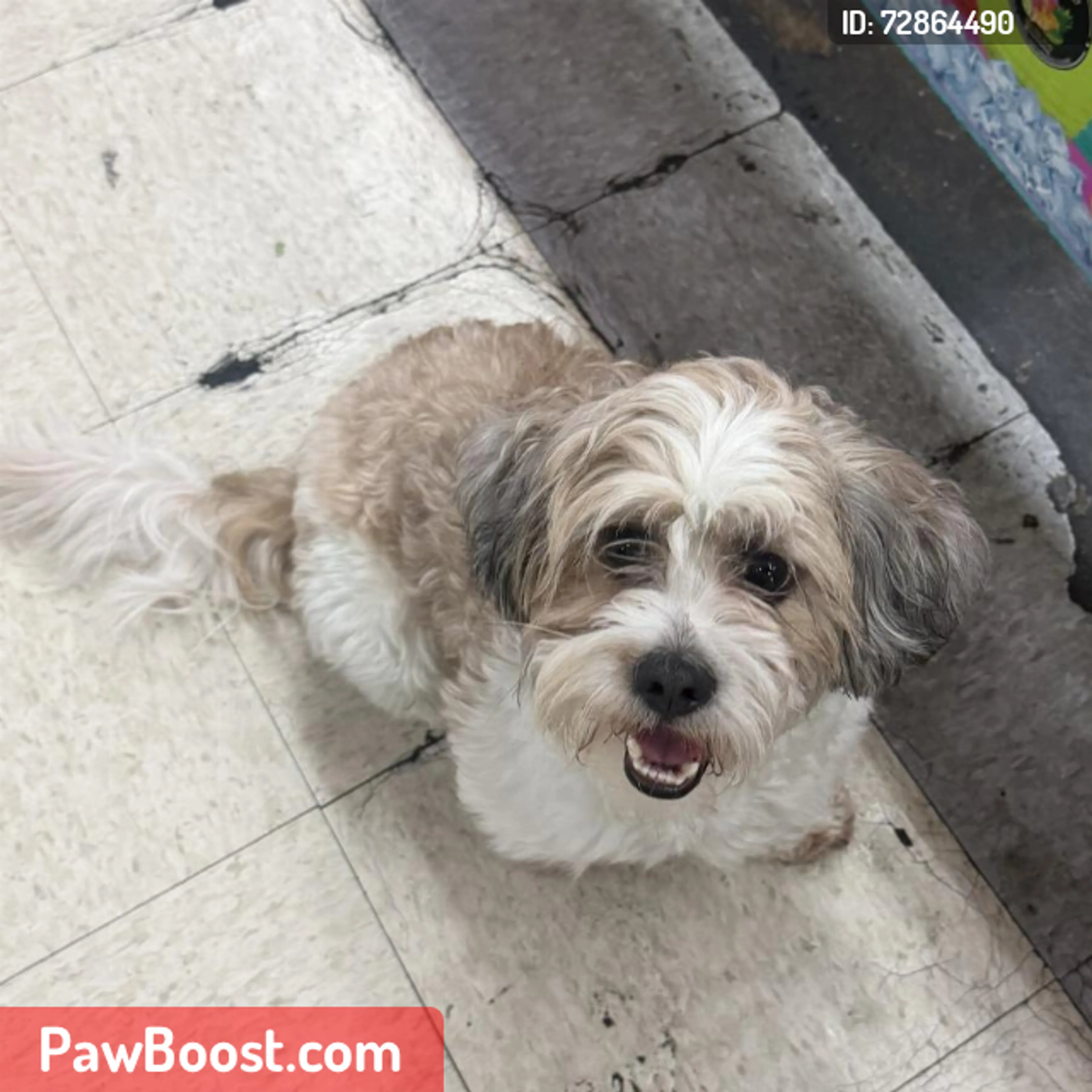 Lost pet