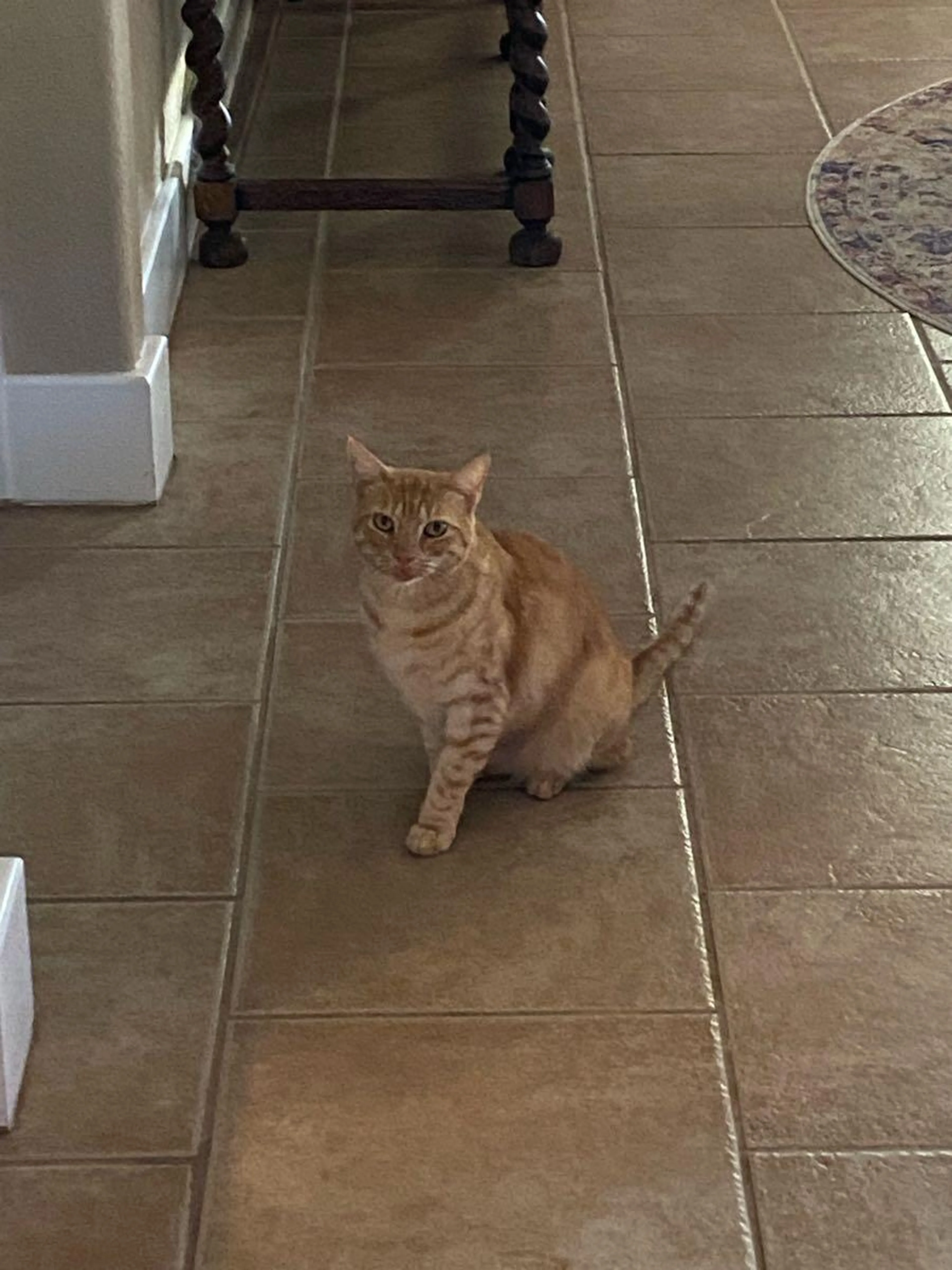 Lost pet