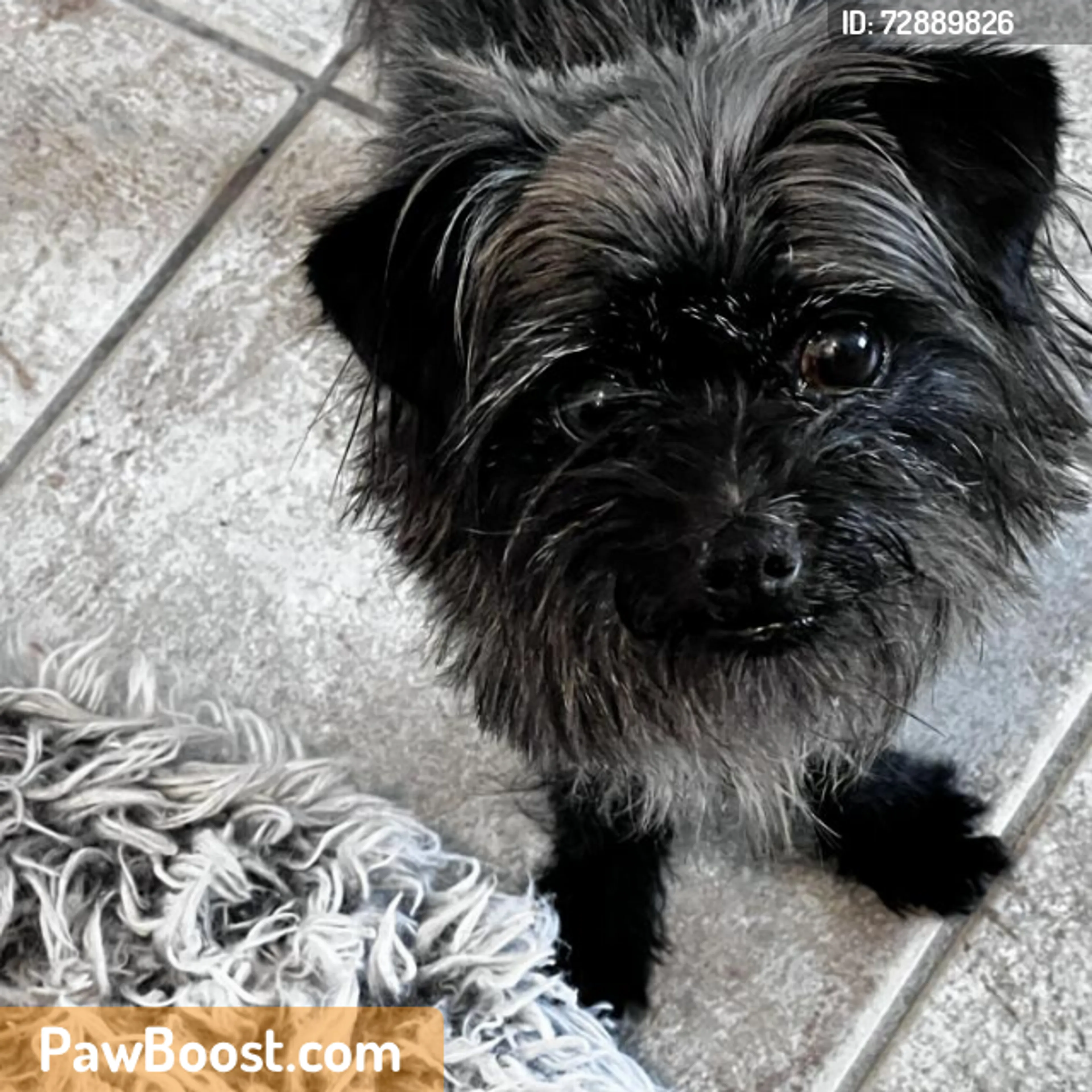 Found pet