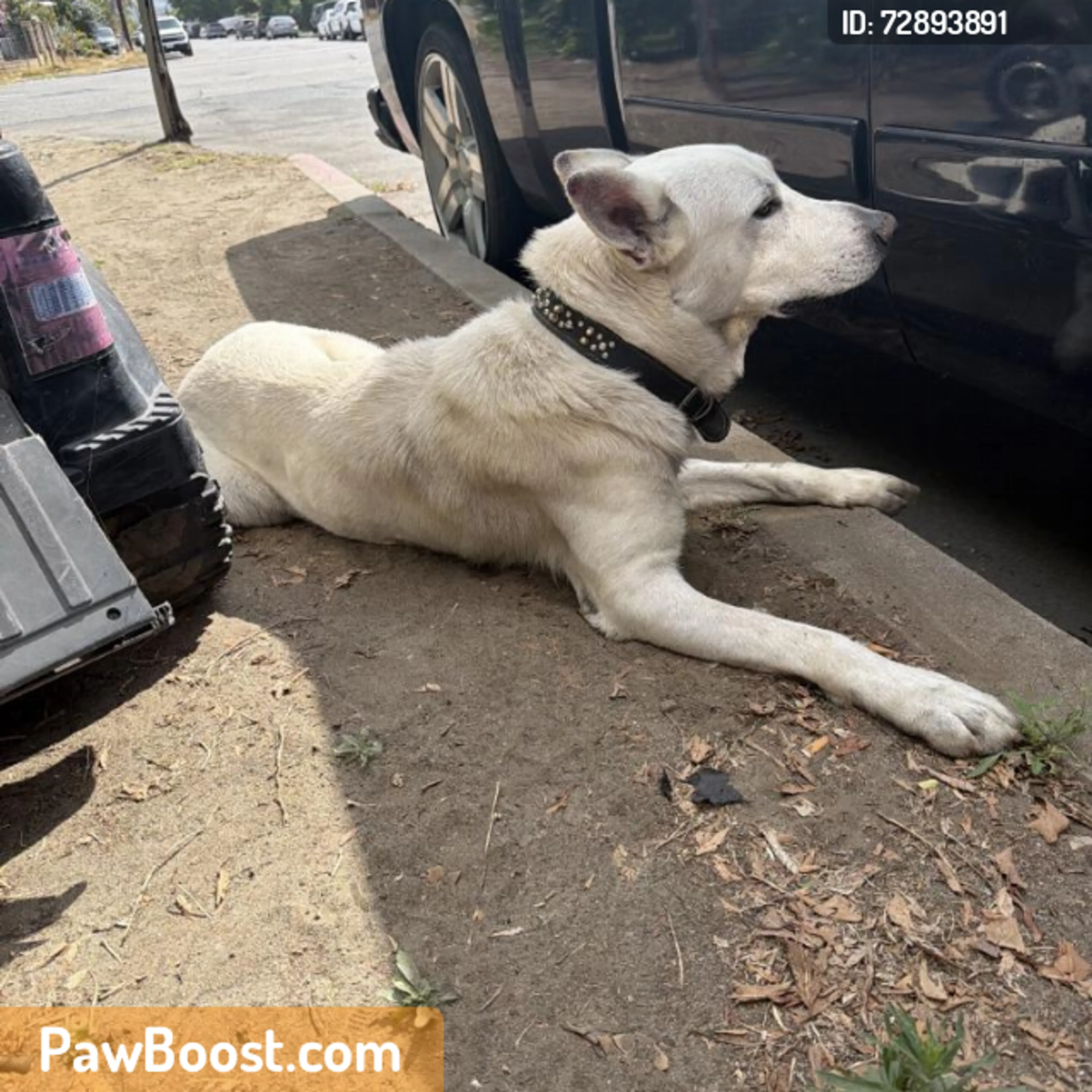 Found pet