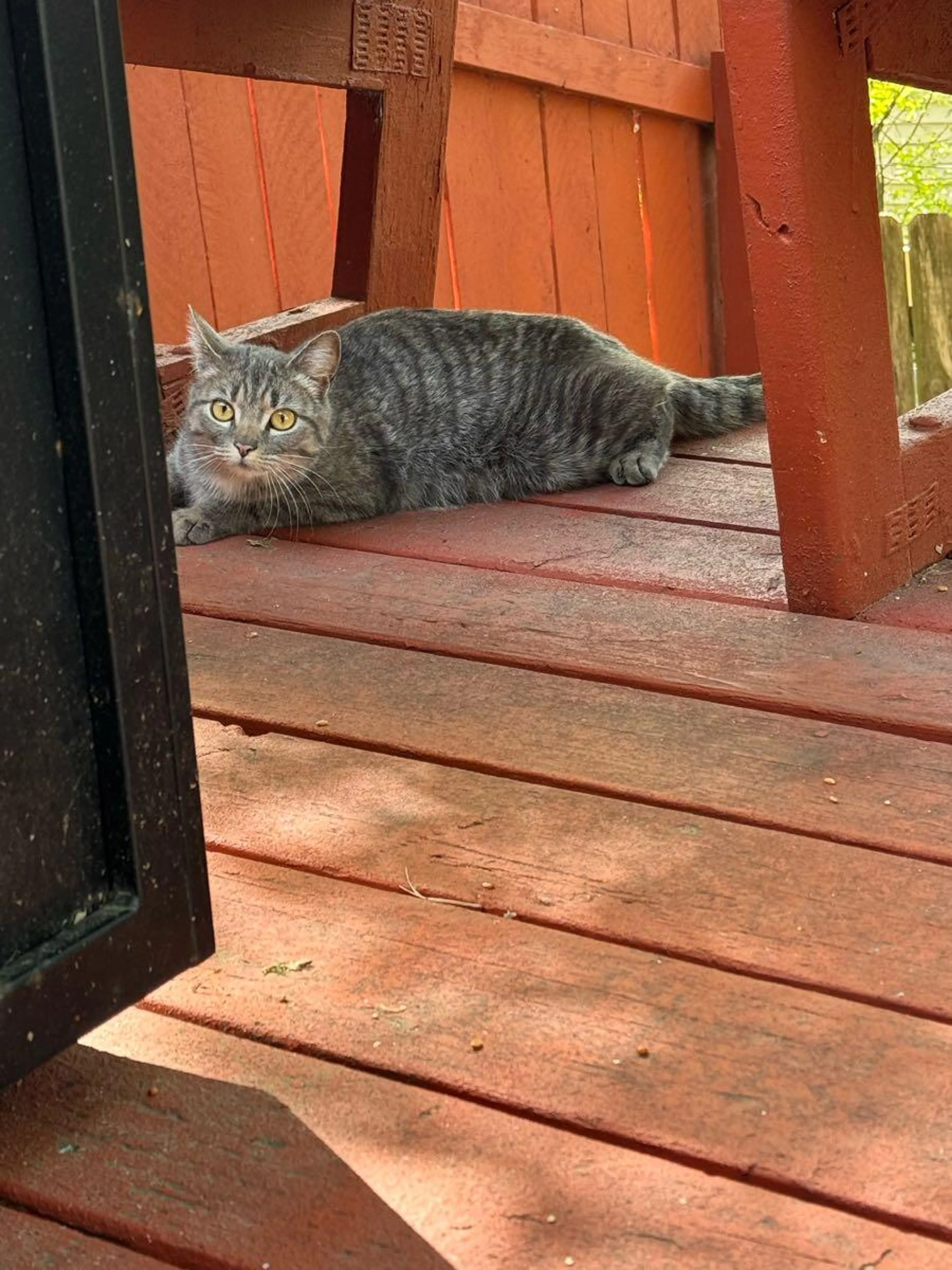 Found pet