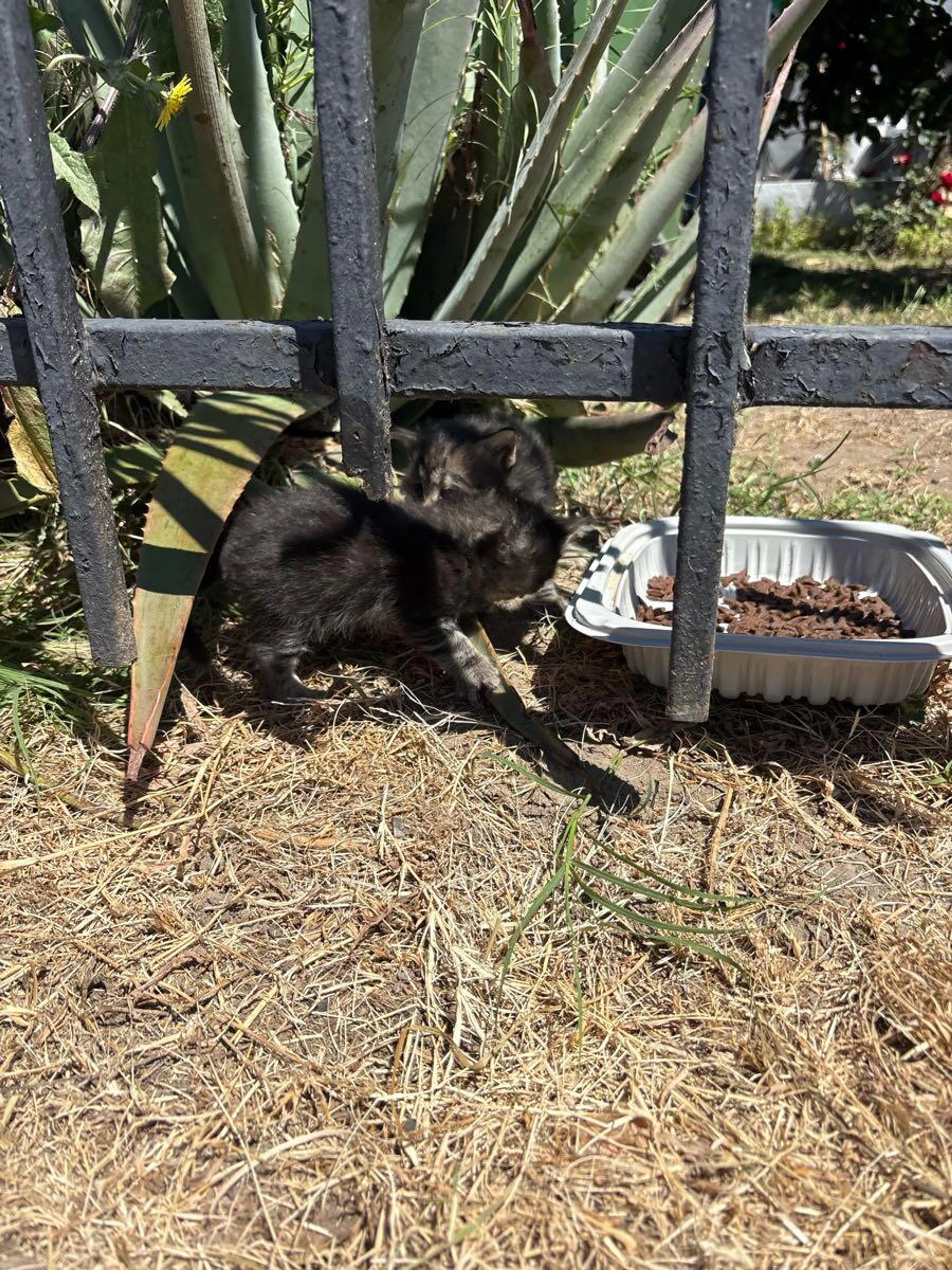 Found pet
