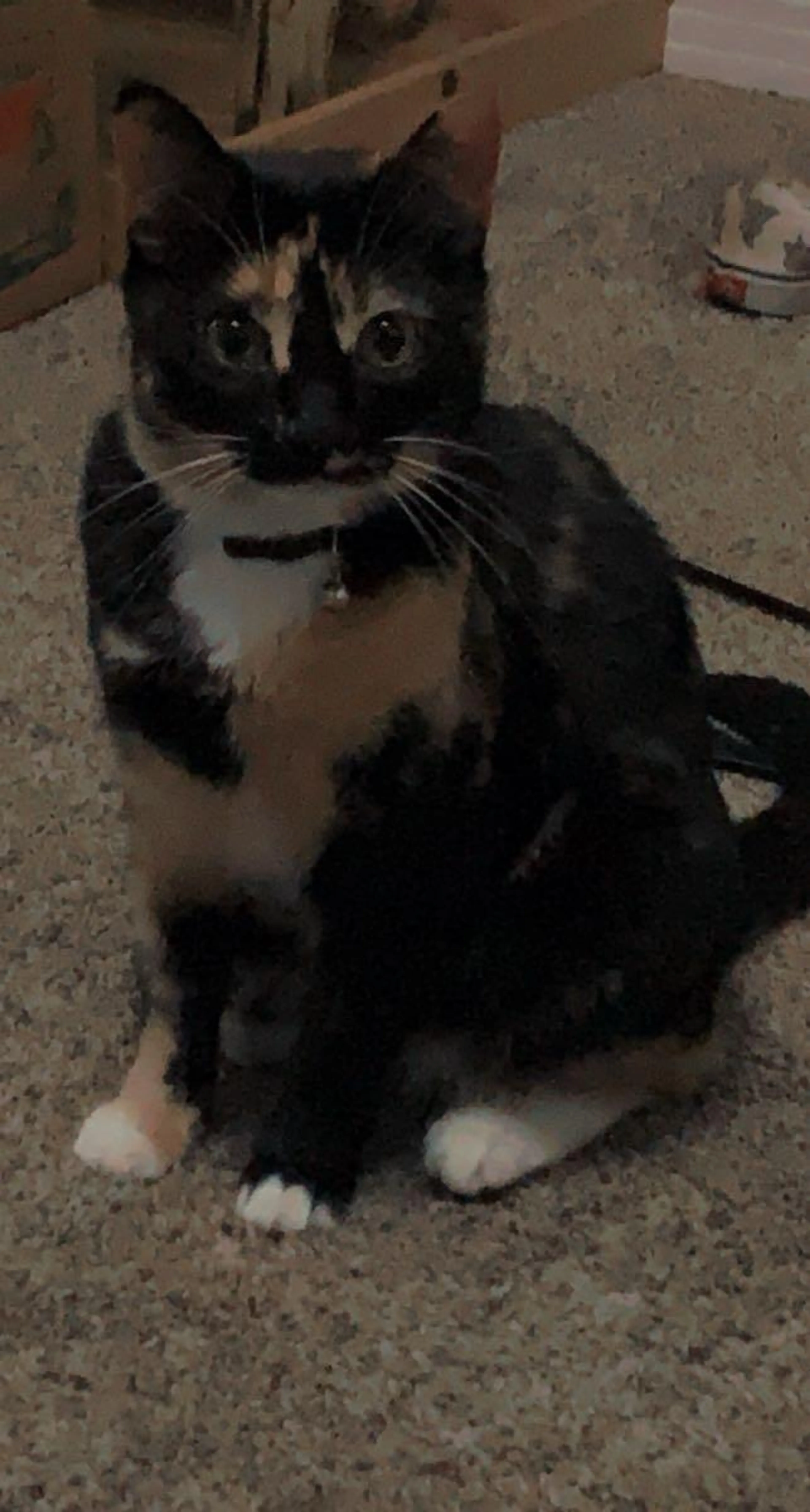 Lost pet