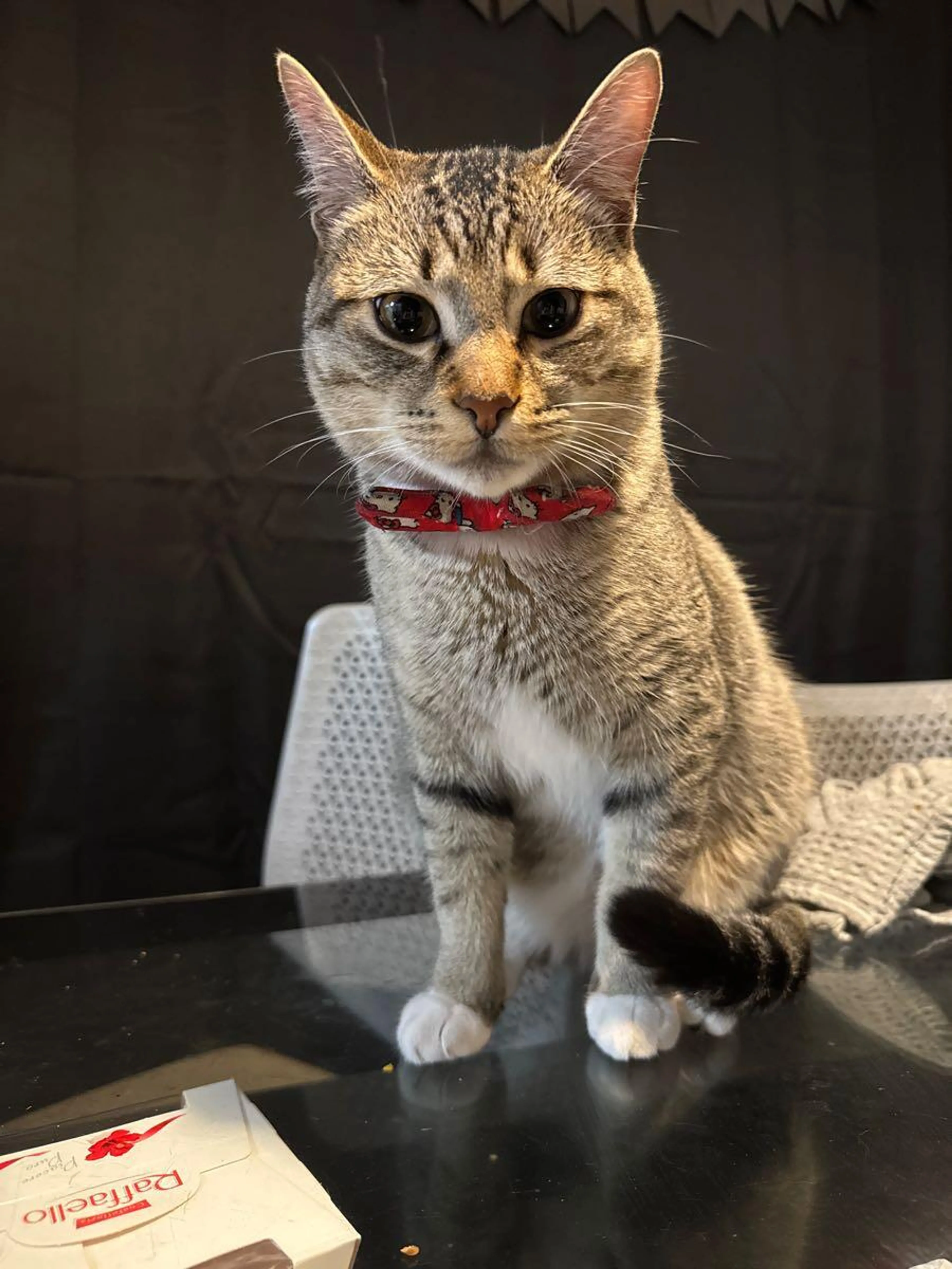 Lost pet