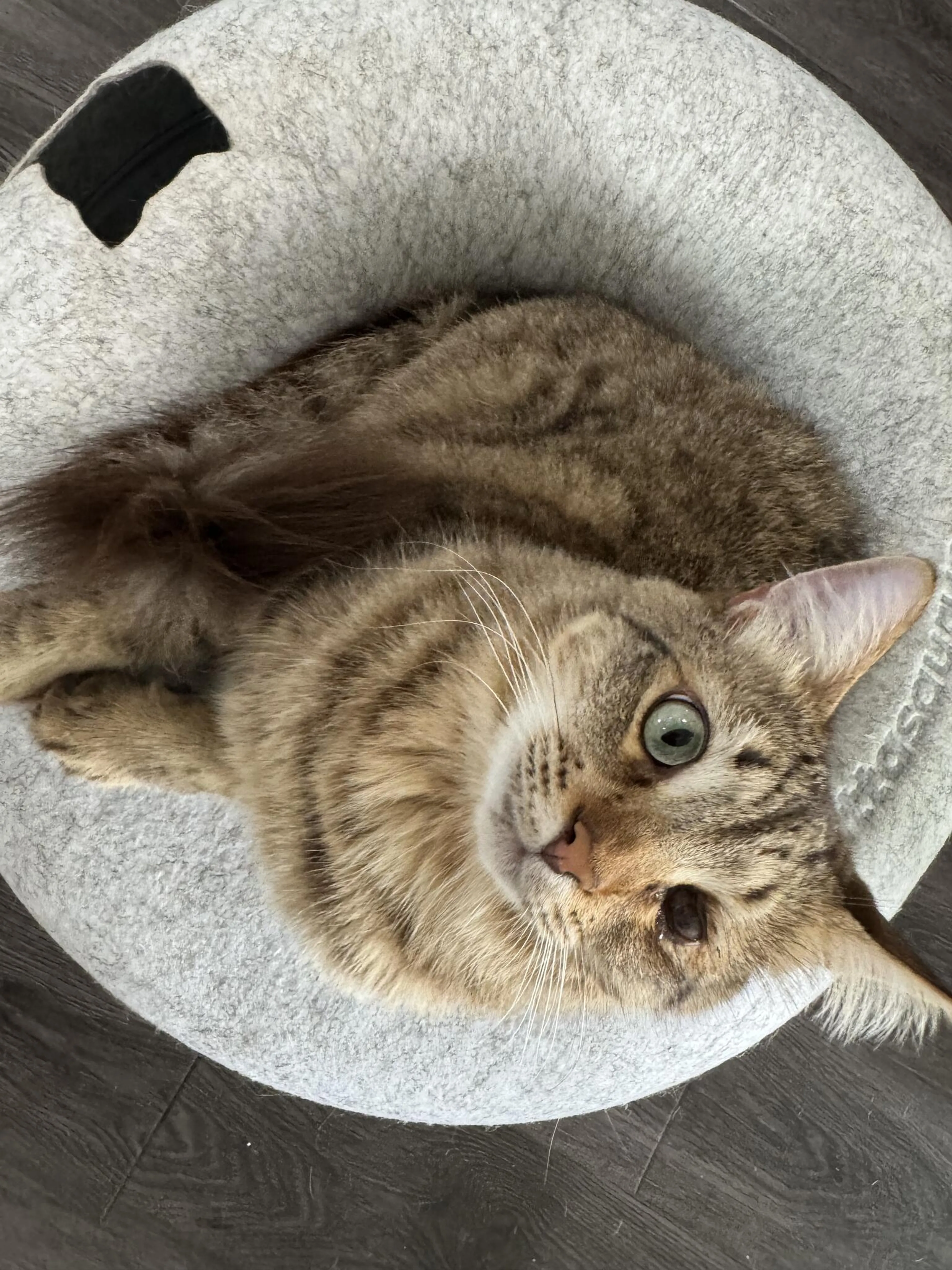 Lost pet