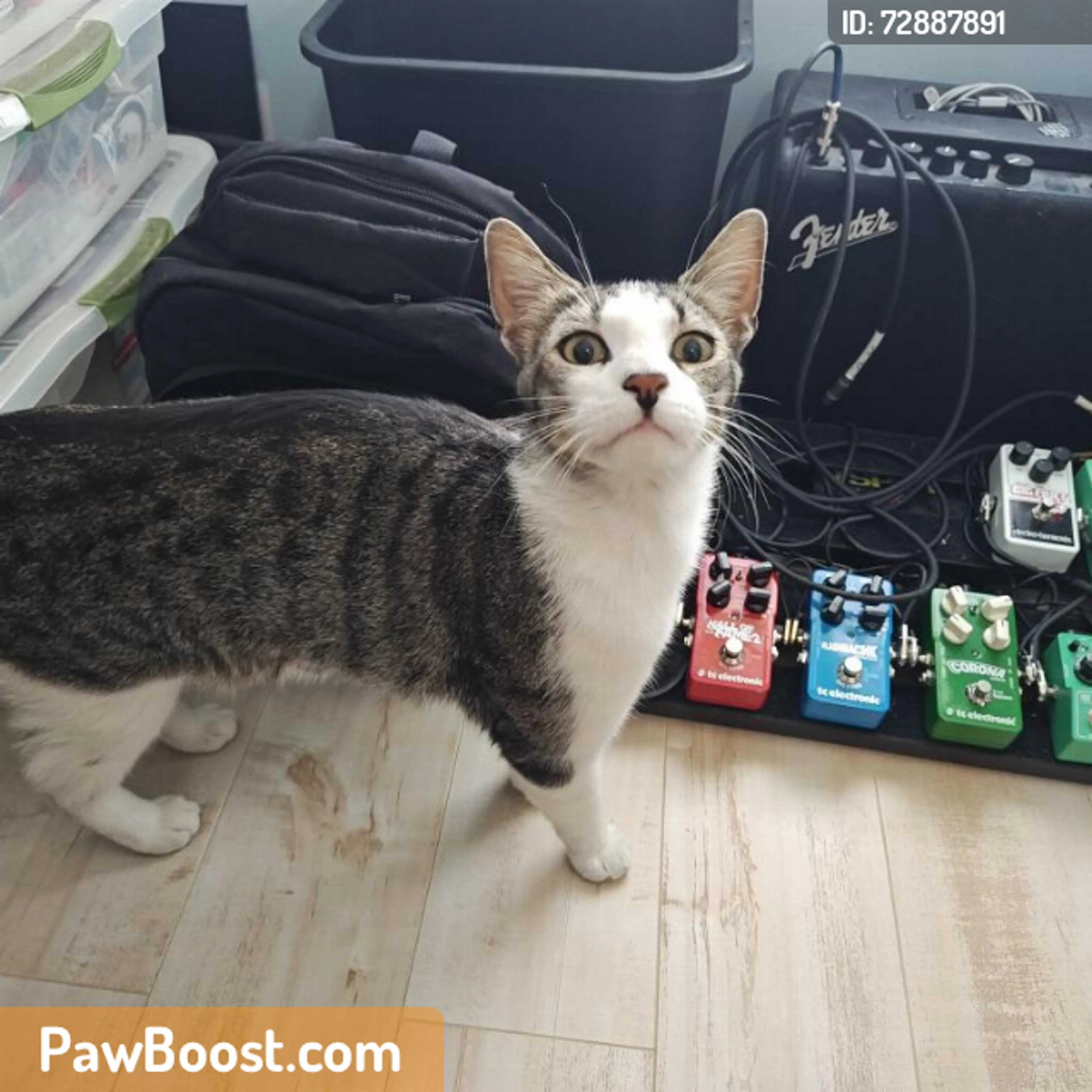 Found pet