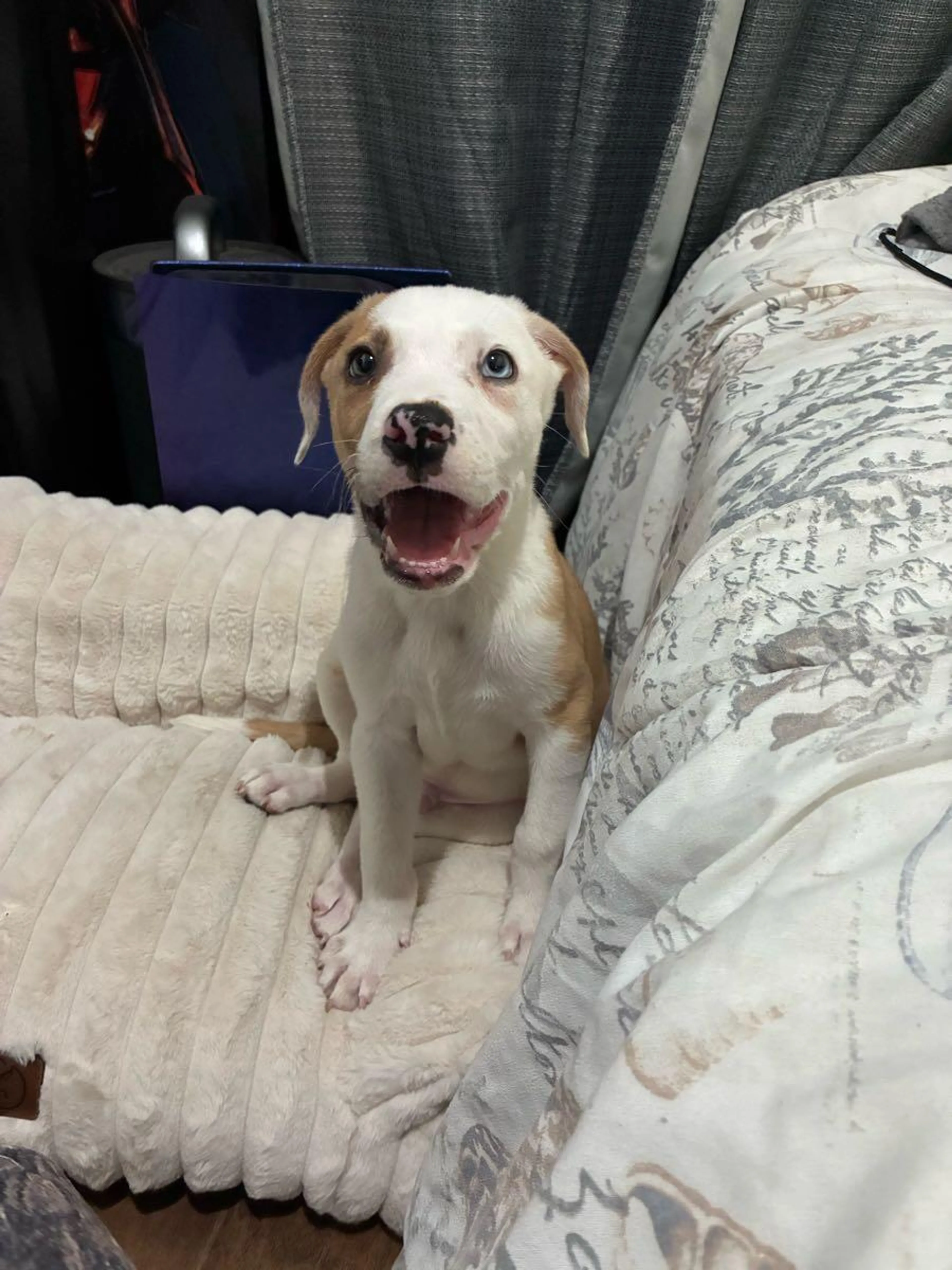 Found pet