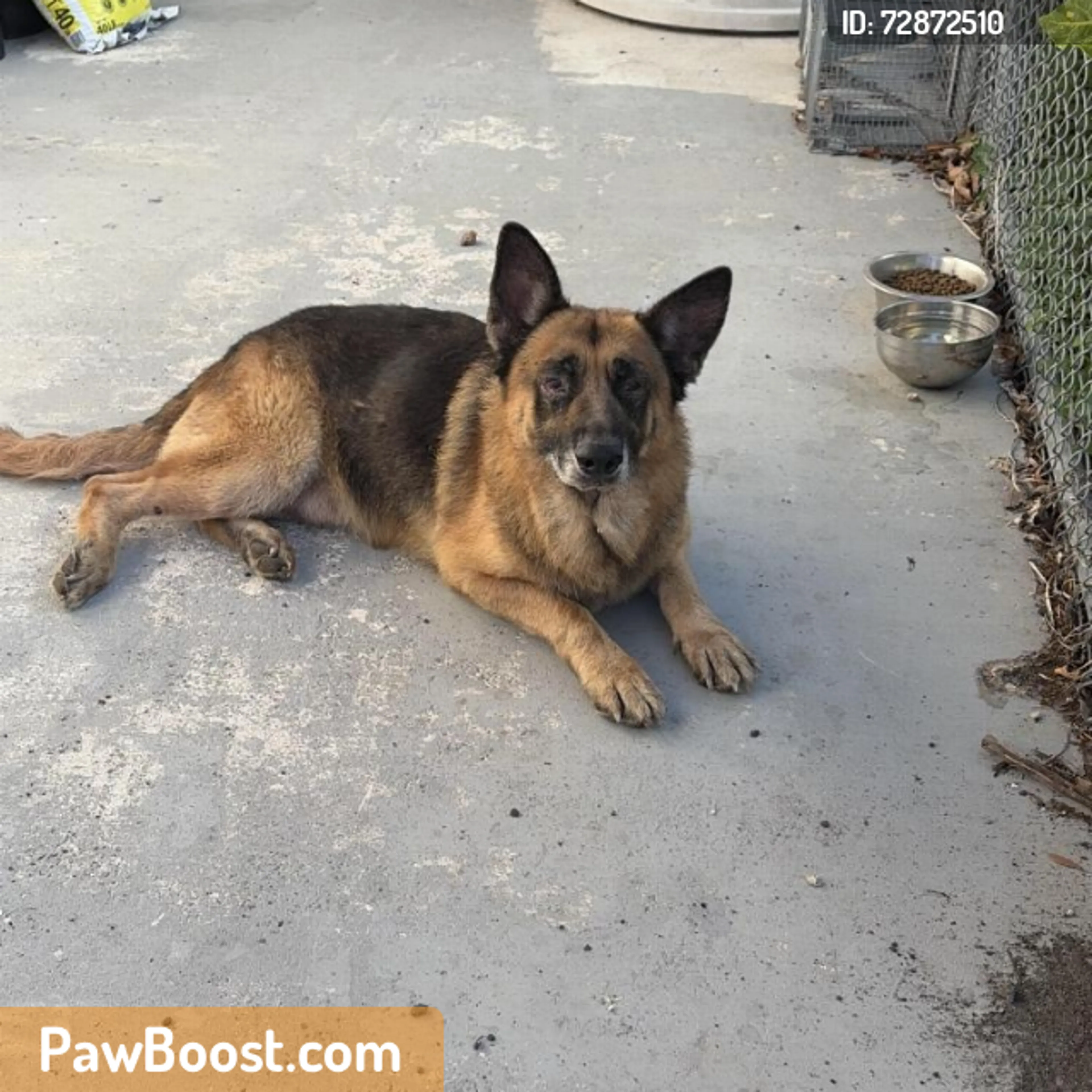 Found pet