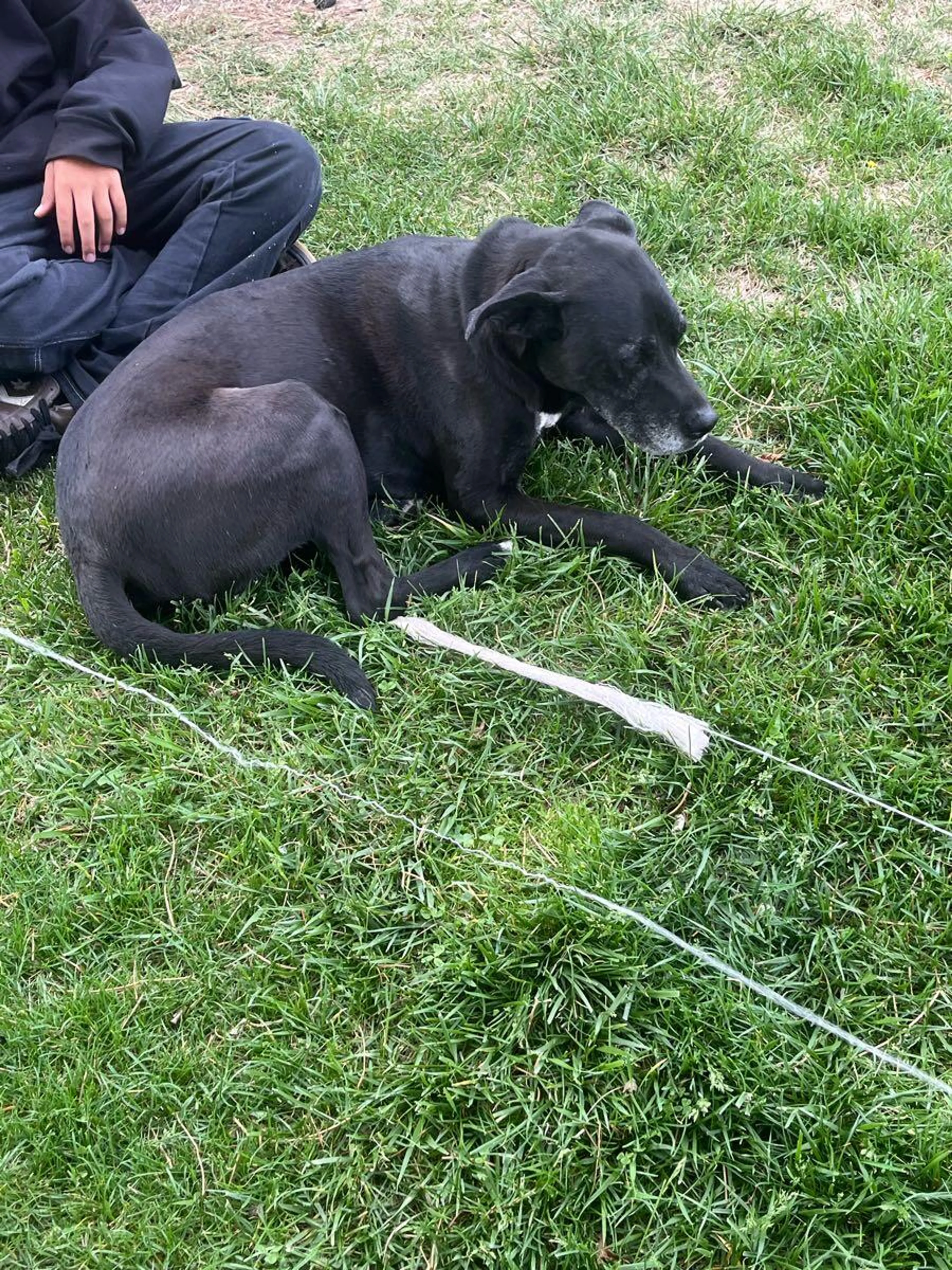 Found pet