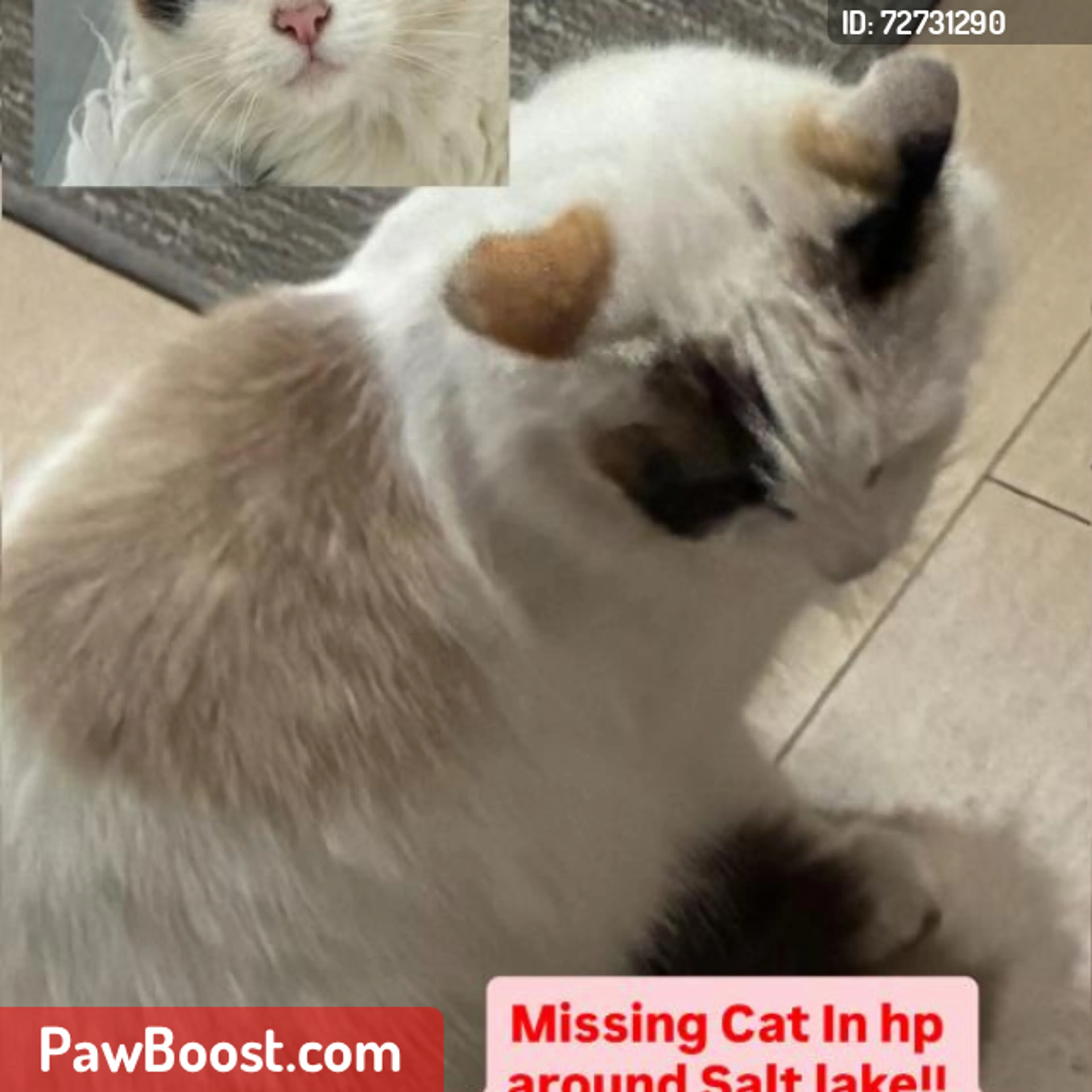 Lost pet