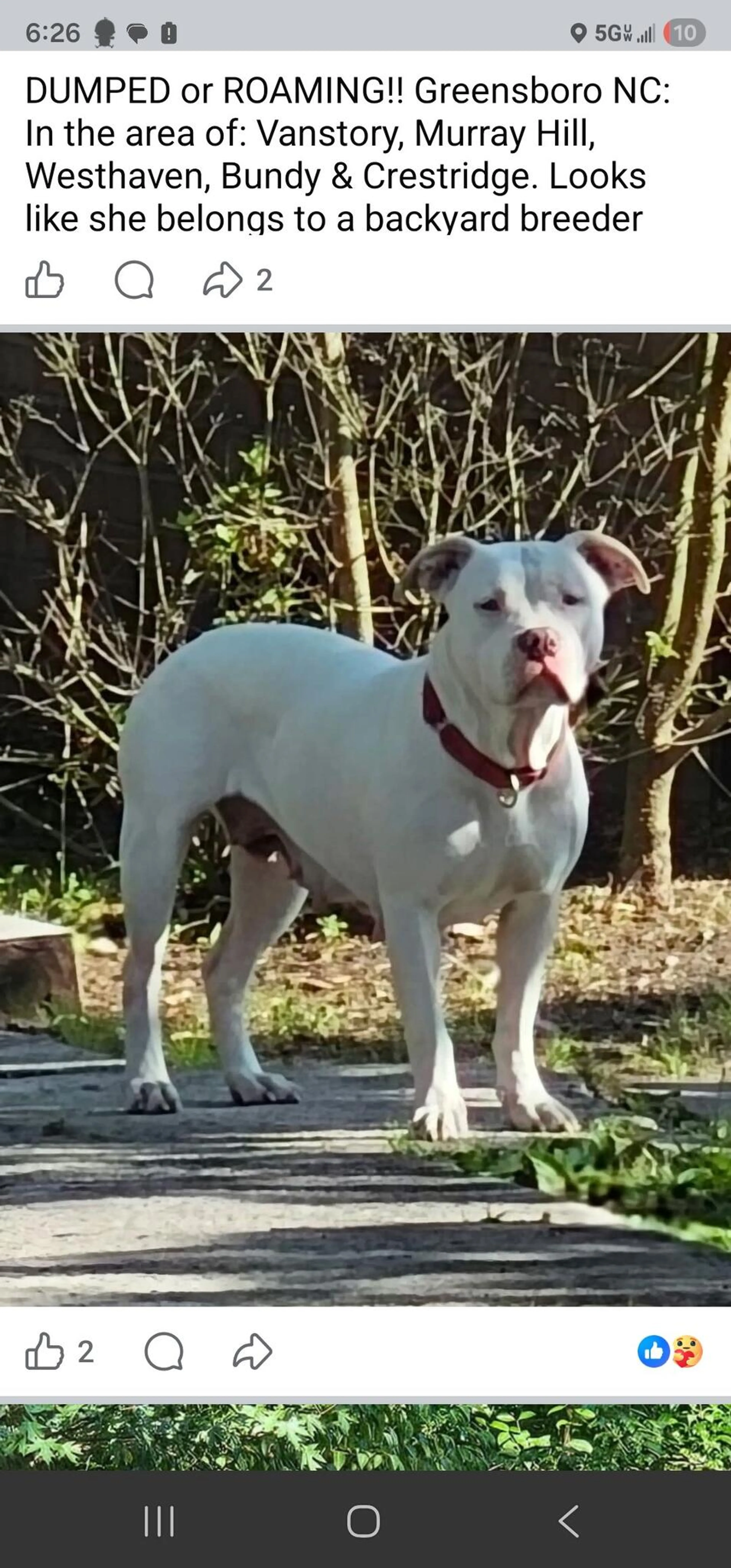 Found pet