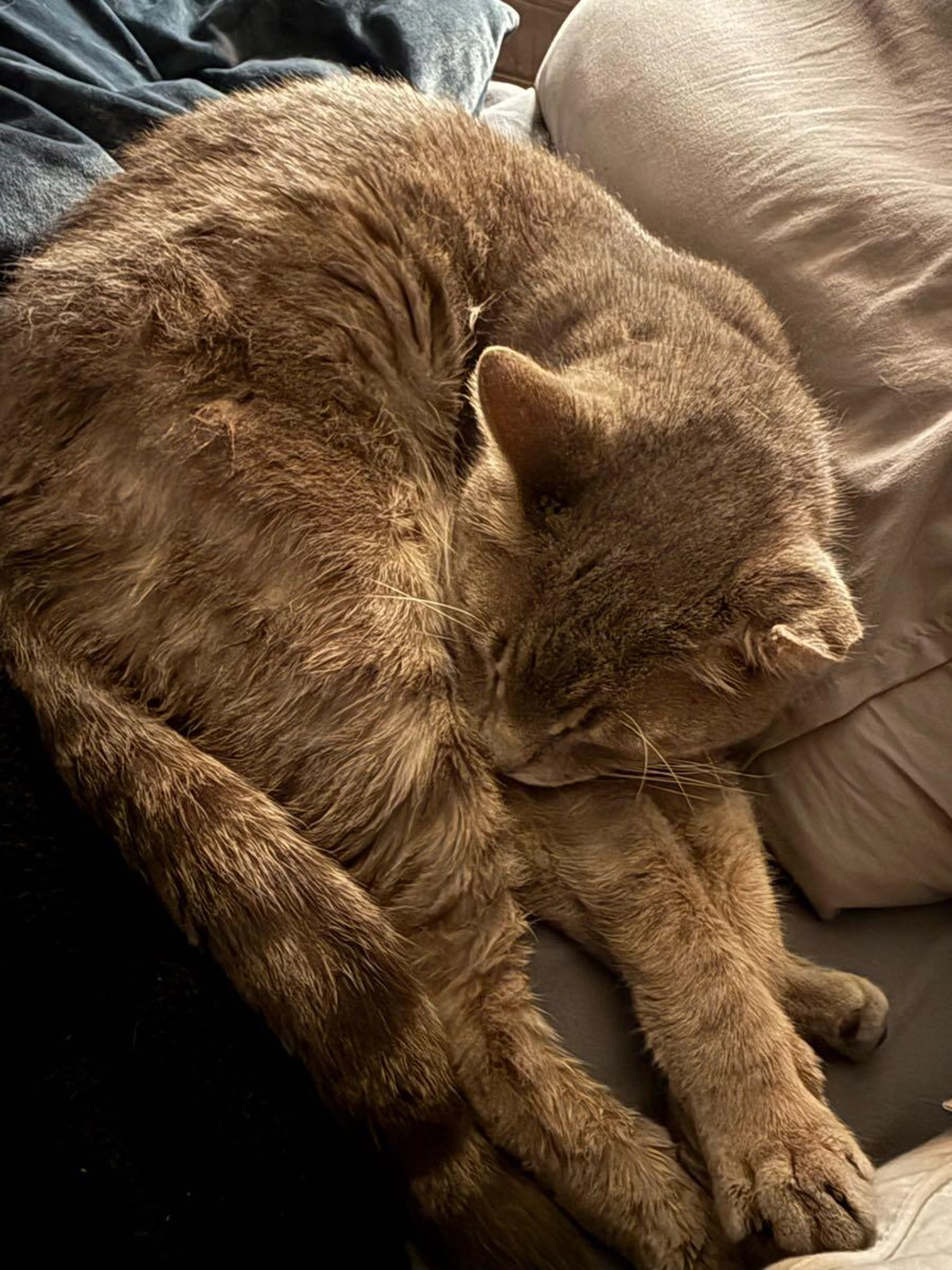 Lost pet